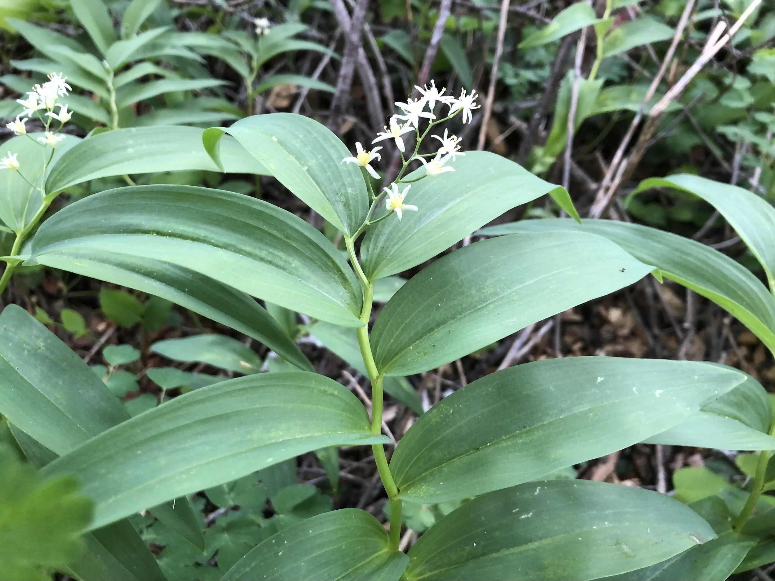 The other family-less false lily