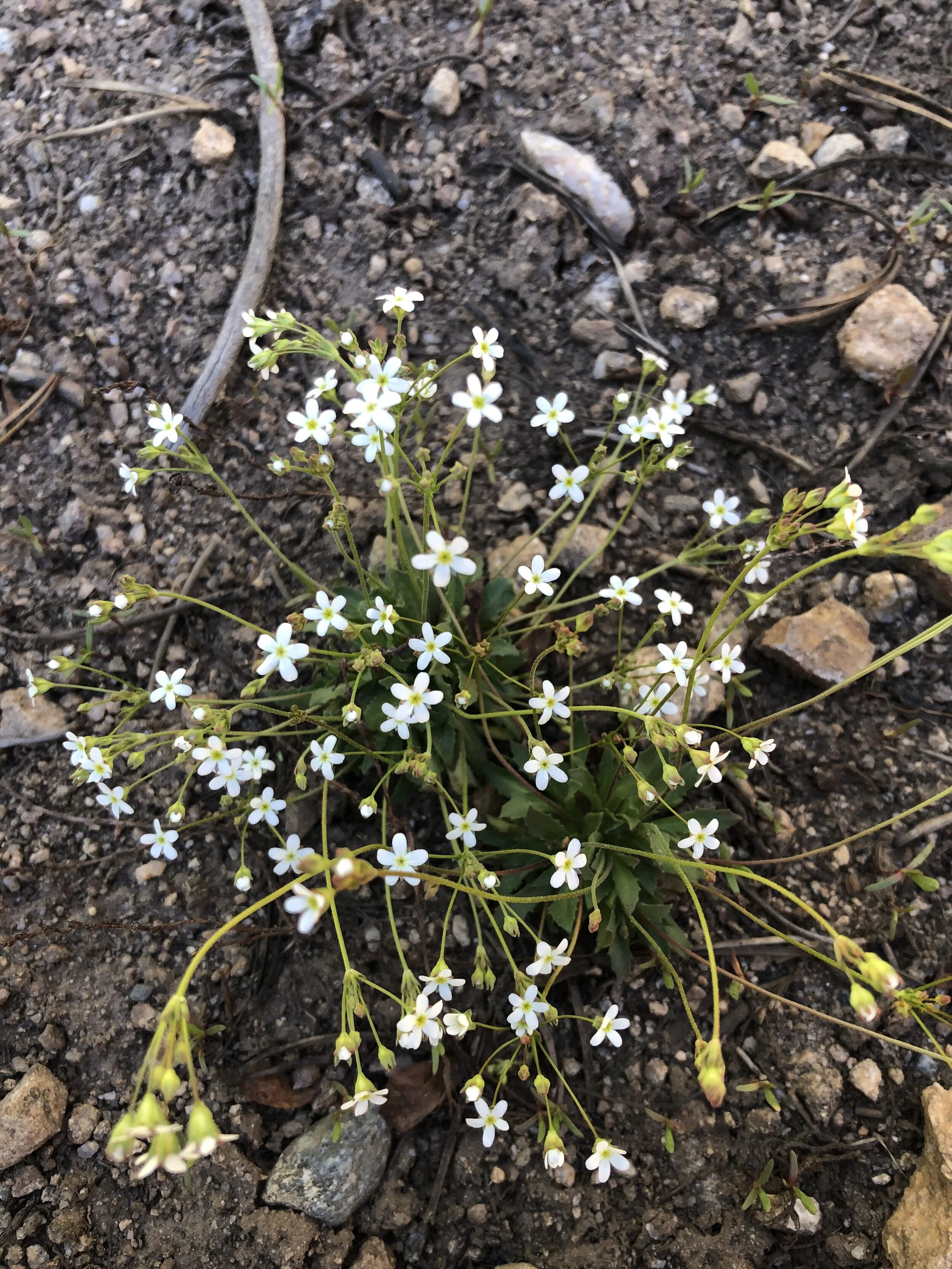 Tiny, delicate, and a world-beater