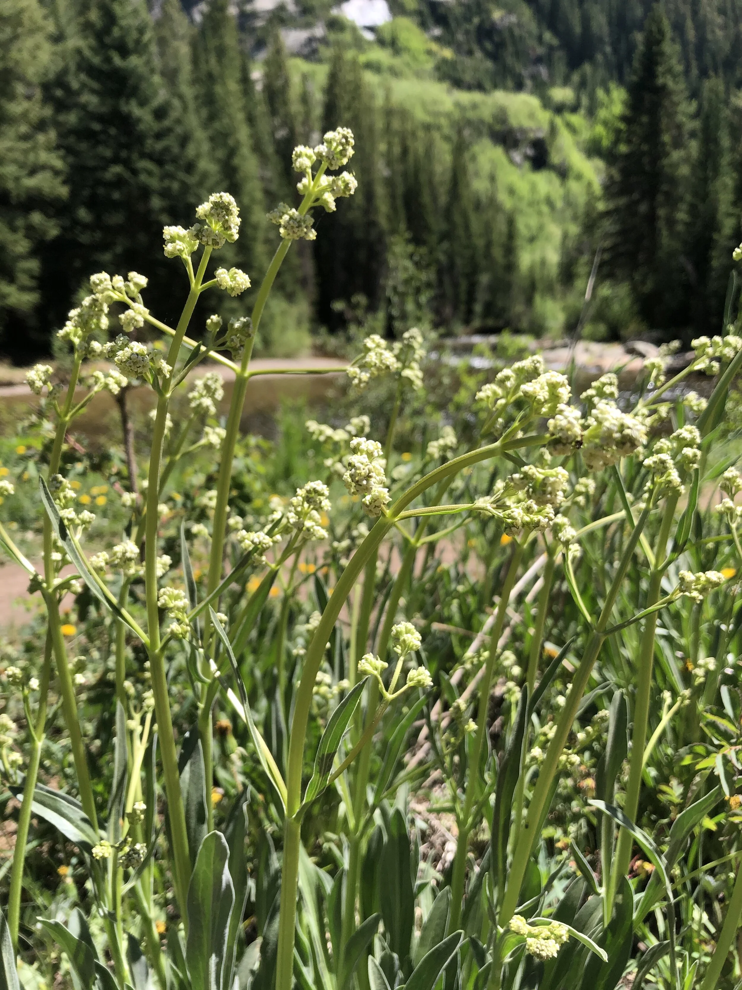 Tobacco's waning appeal 