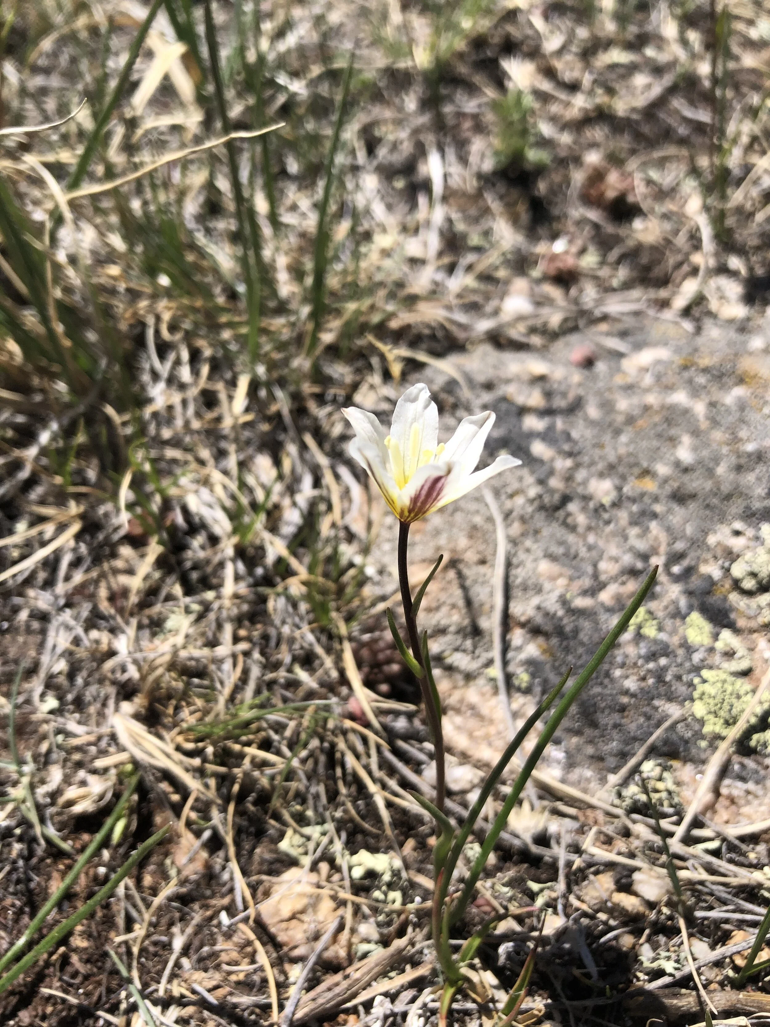 Lilliputian lily