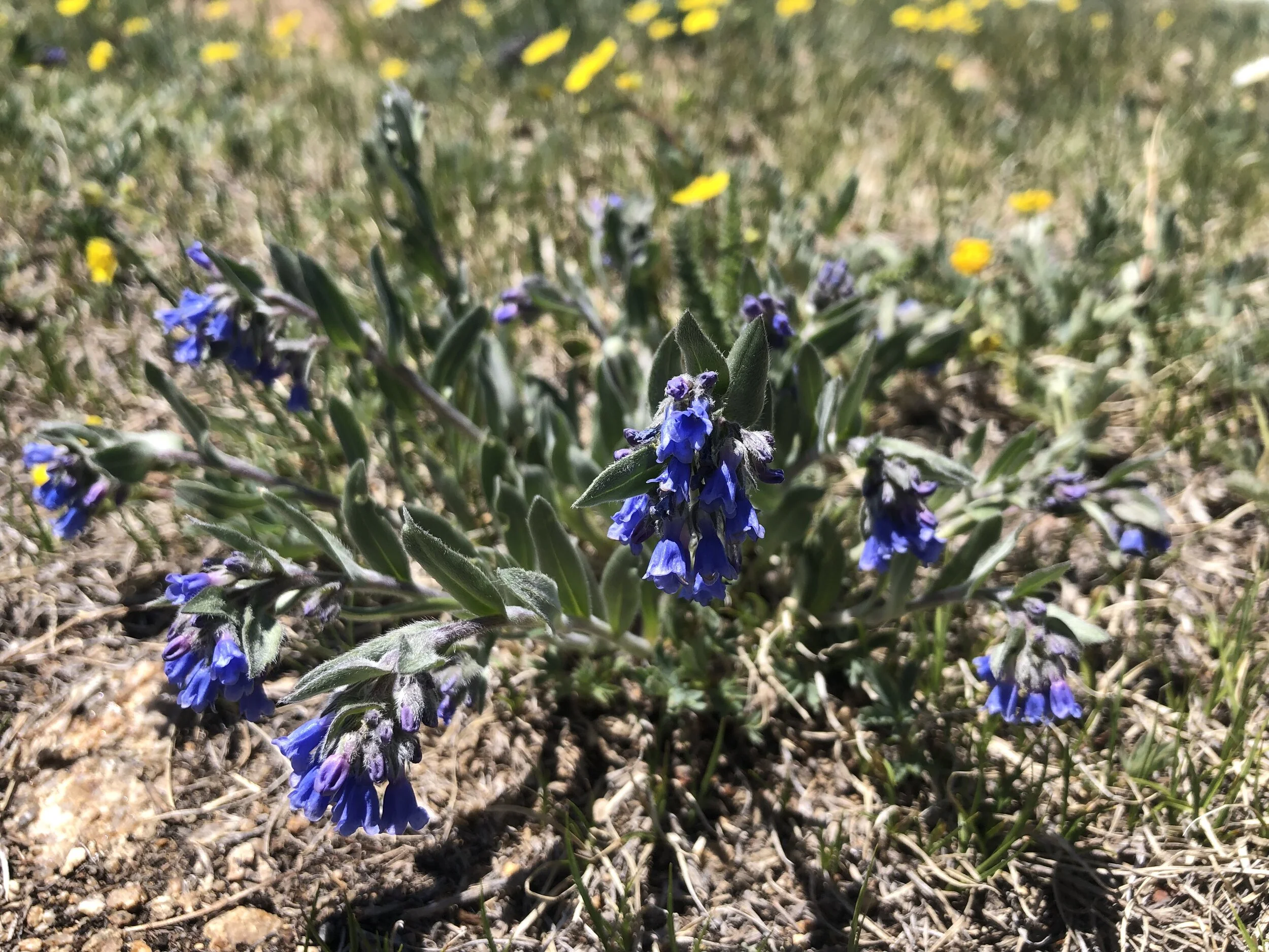 Bluebells abound