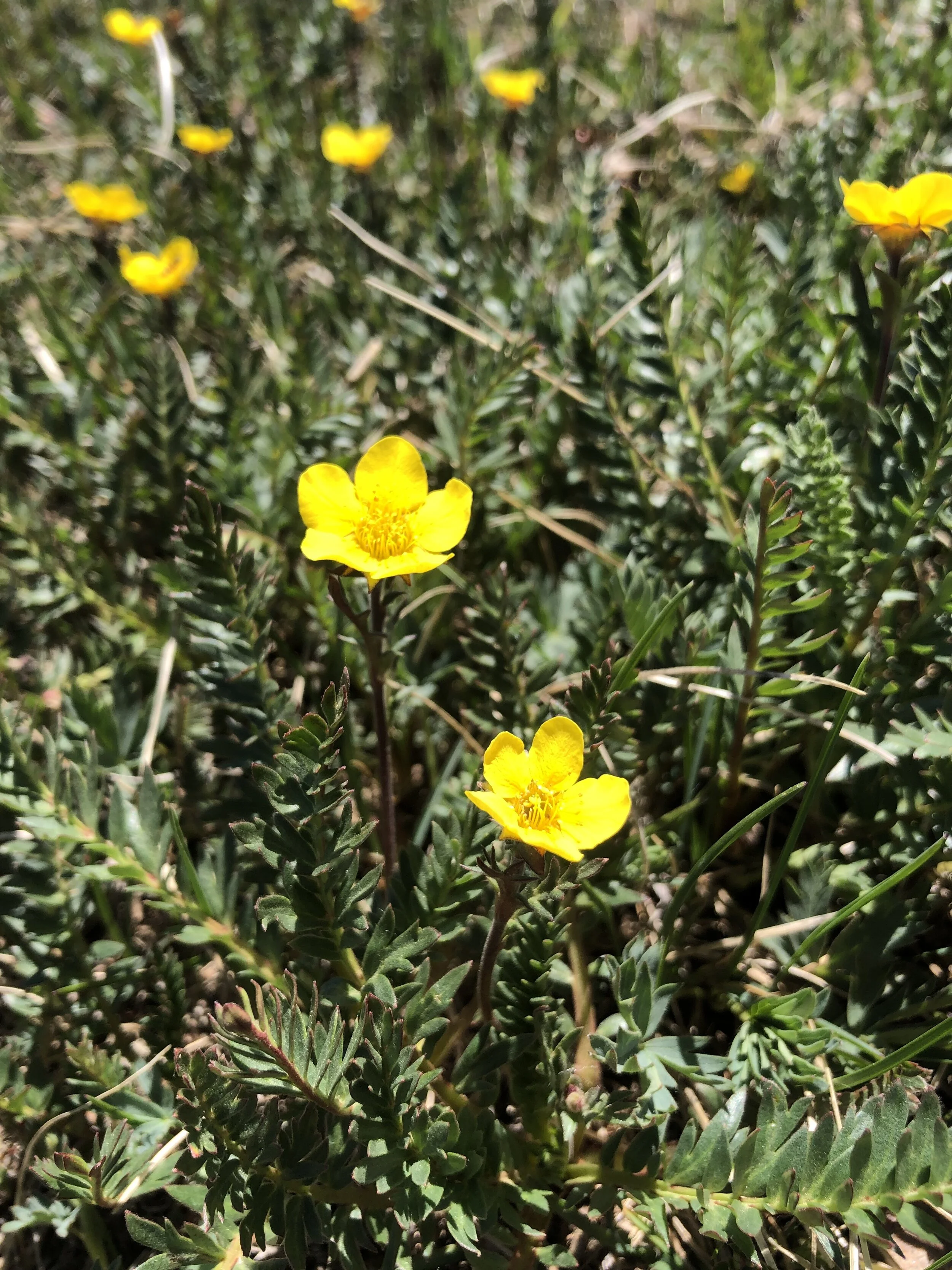 Pika produce