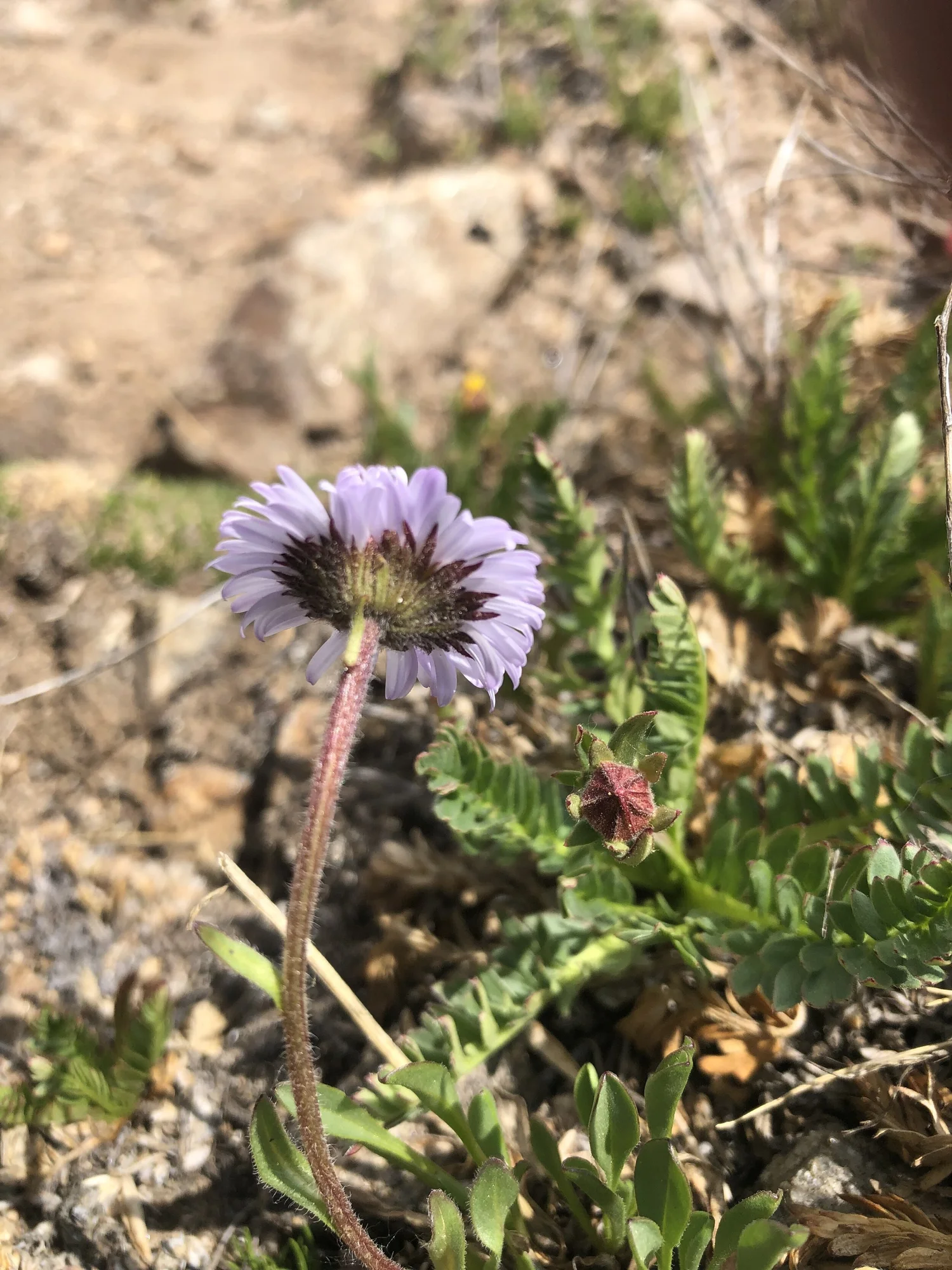 Alpine daisy — Independence Pass Foundation