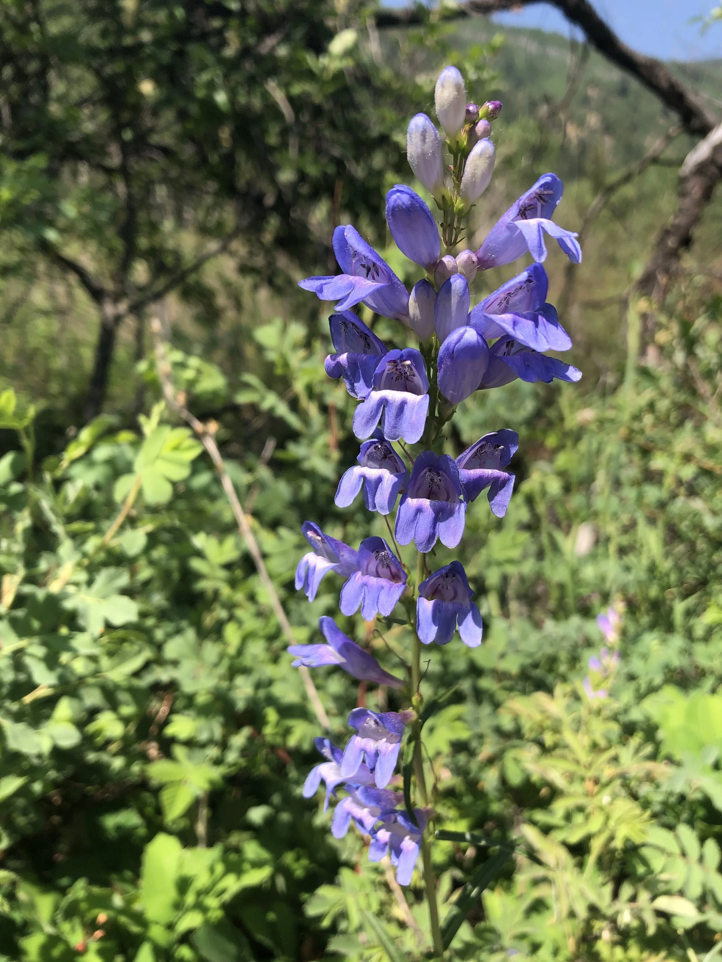 A Rocky Mountain regal
