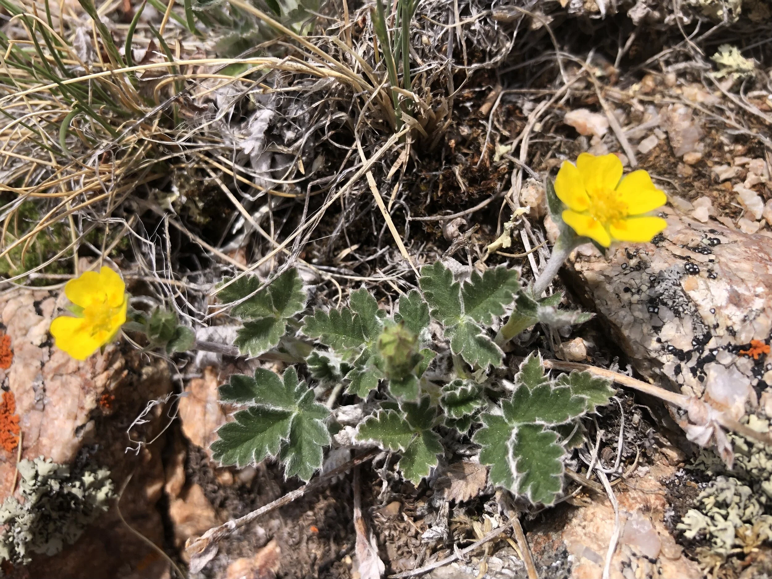 The alpine cinquefoil
