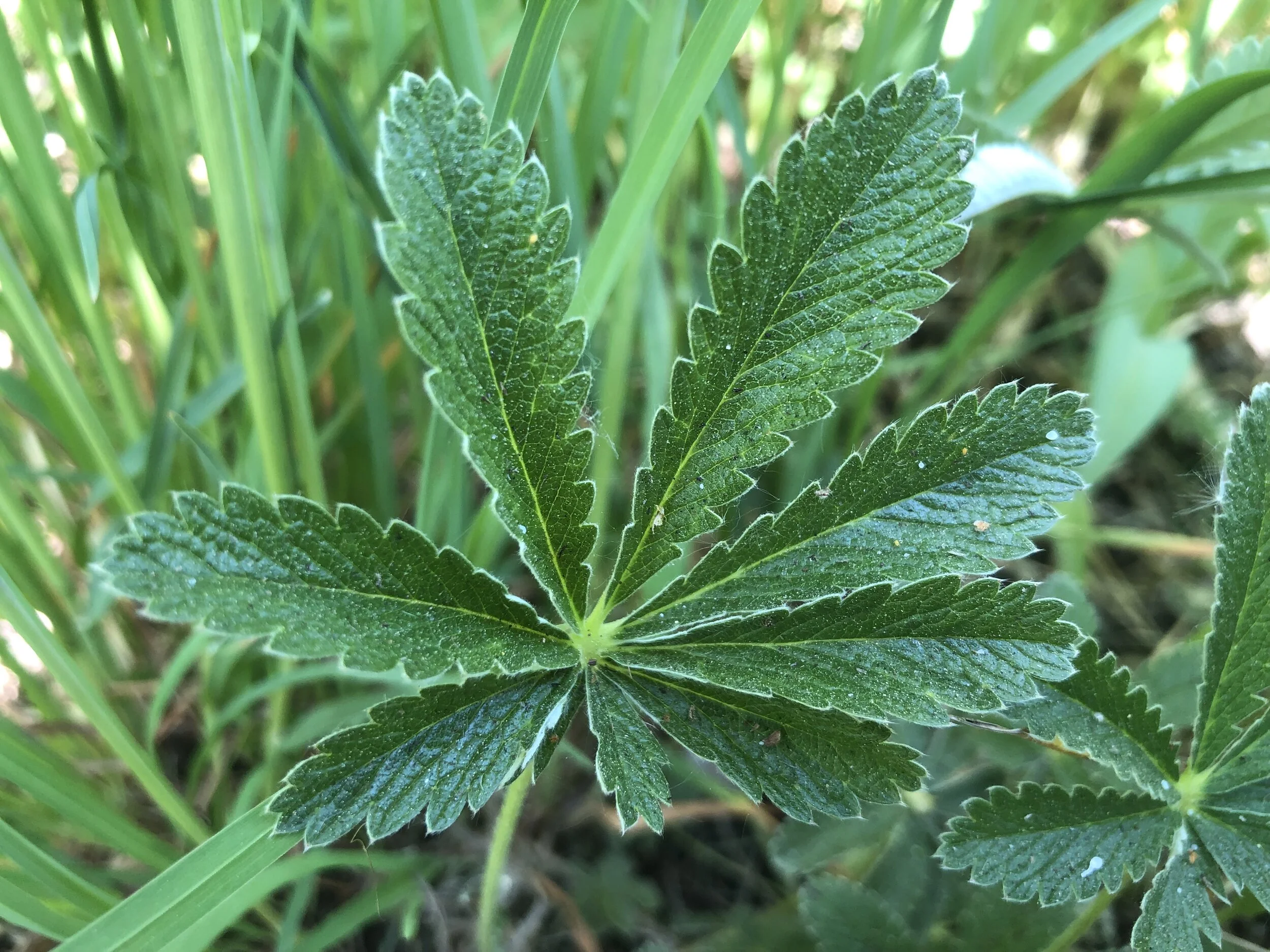 A pretty potentilla