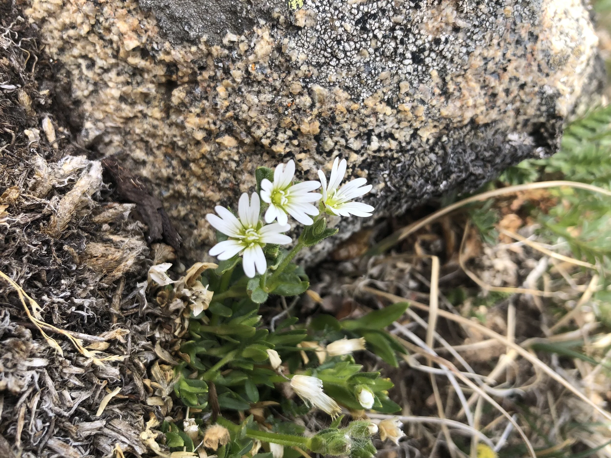 C. strictum, Lackawanna ridge, 12,500’, June 18, 2021