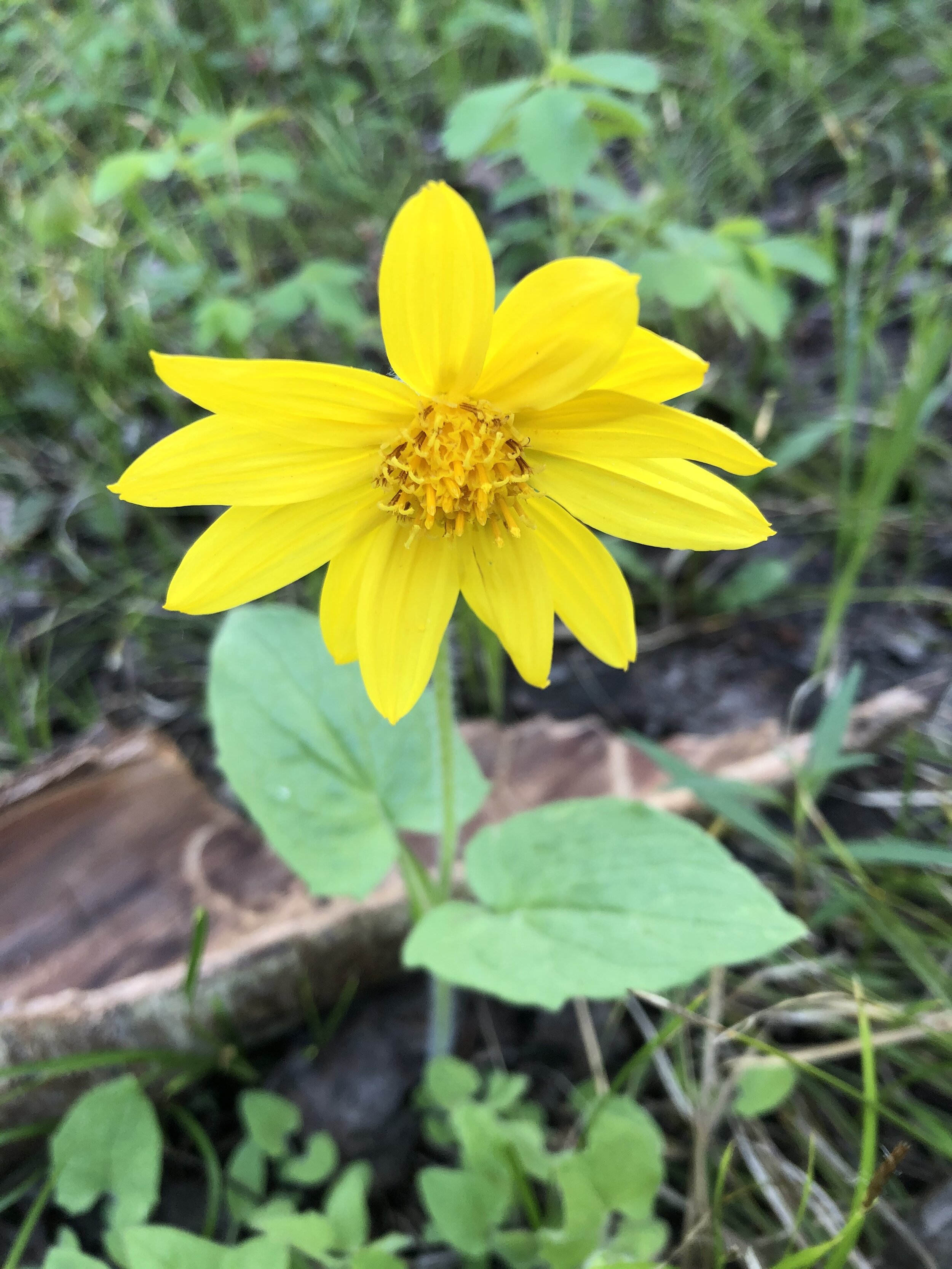 Pollinators need not apply