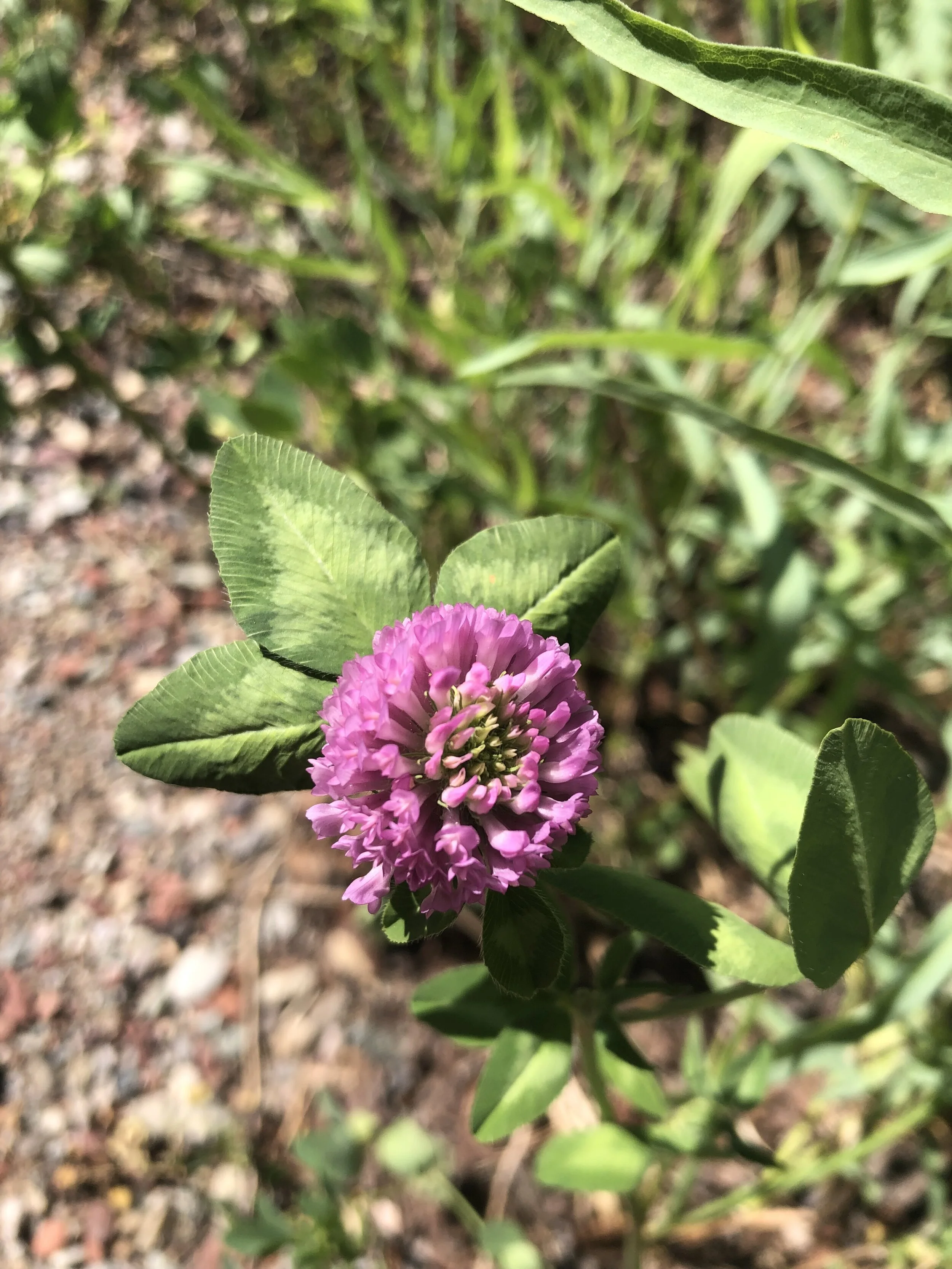 Red clover, red clover . . . 