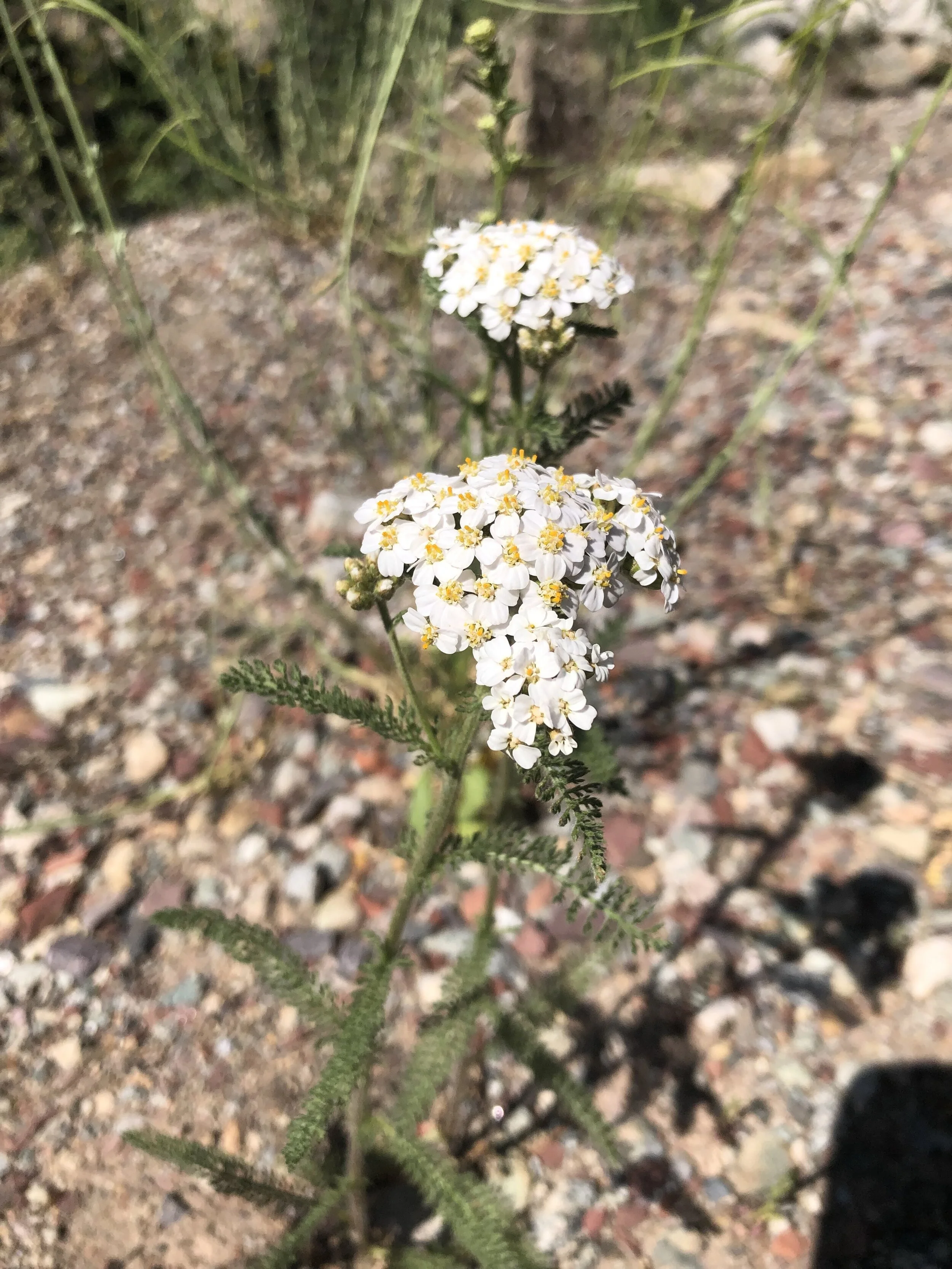 Seems a little early for yarrow, but . . . 