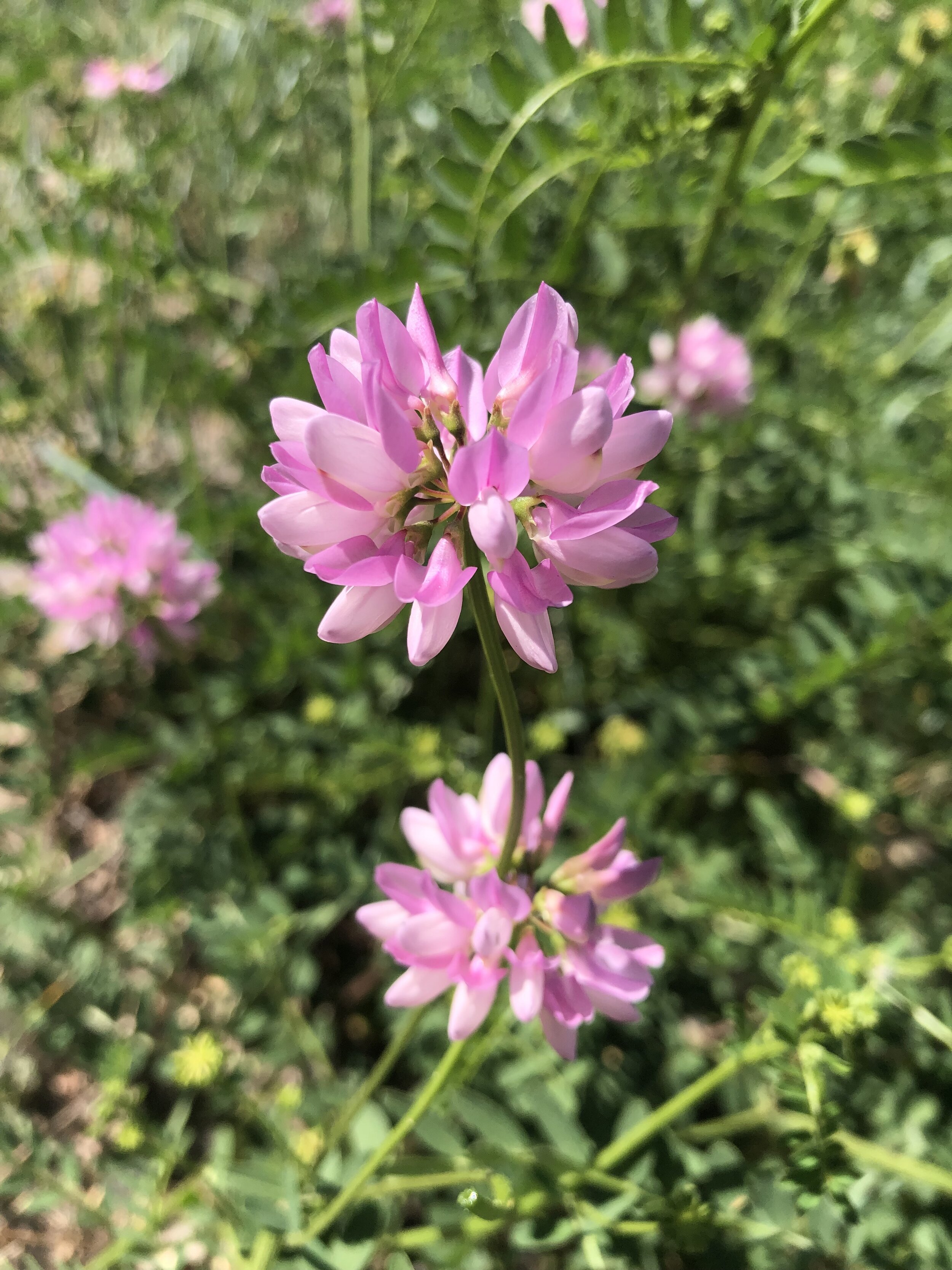 Oy, vetch!
