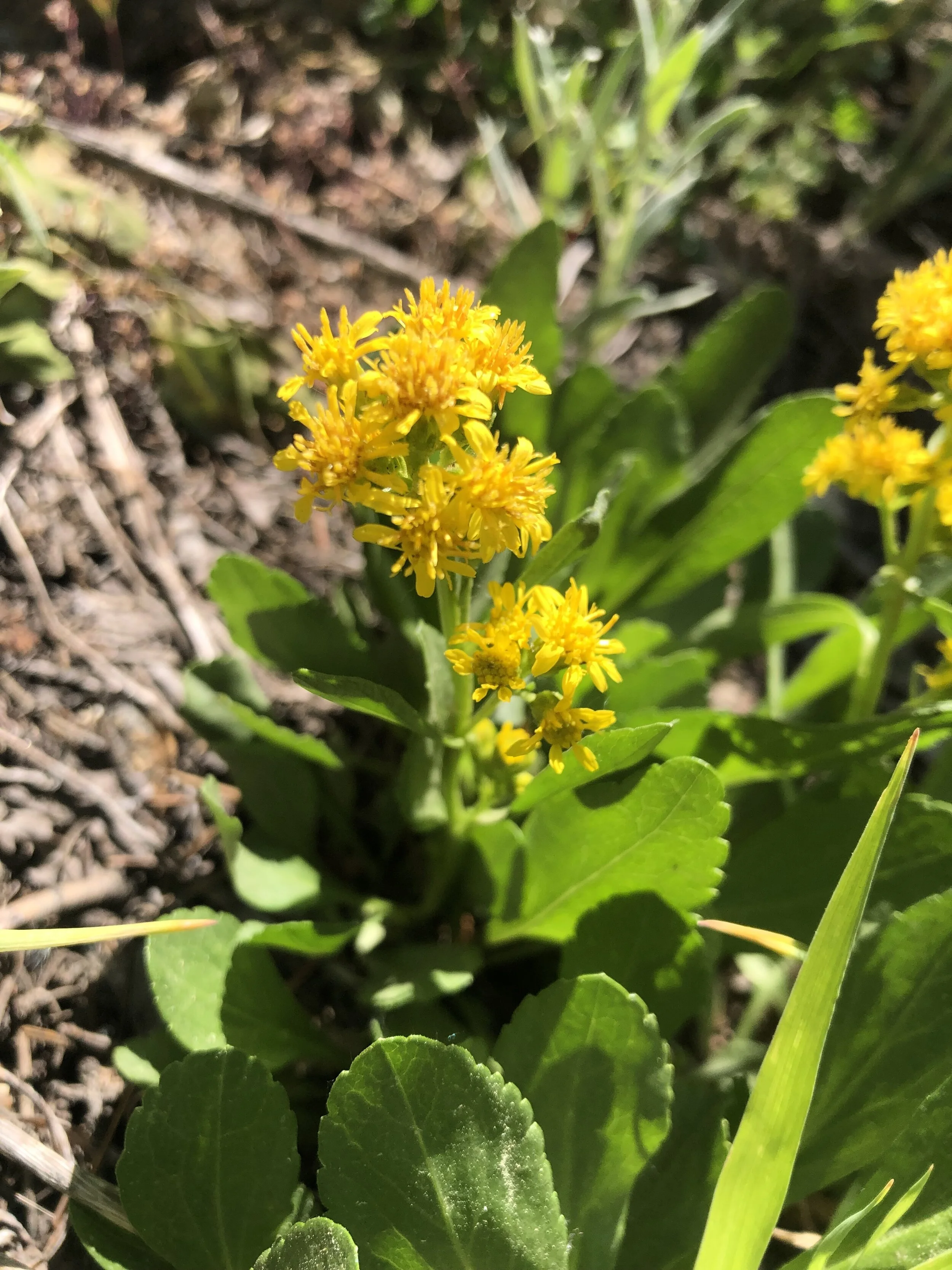 Why ciliate-margined petioles matter