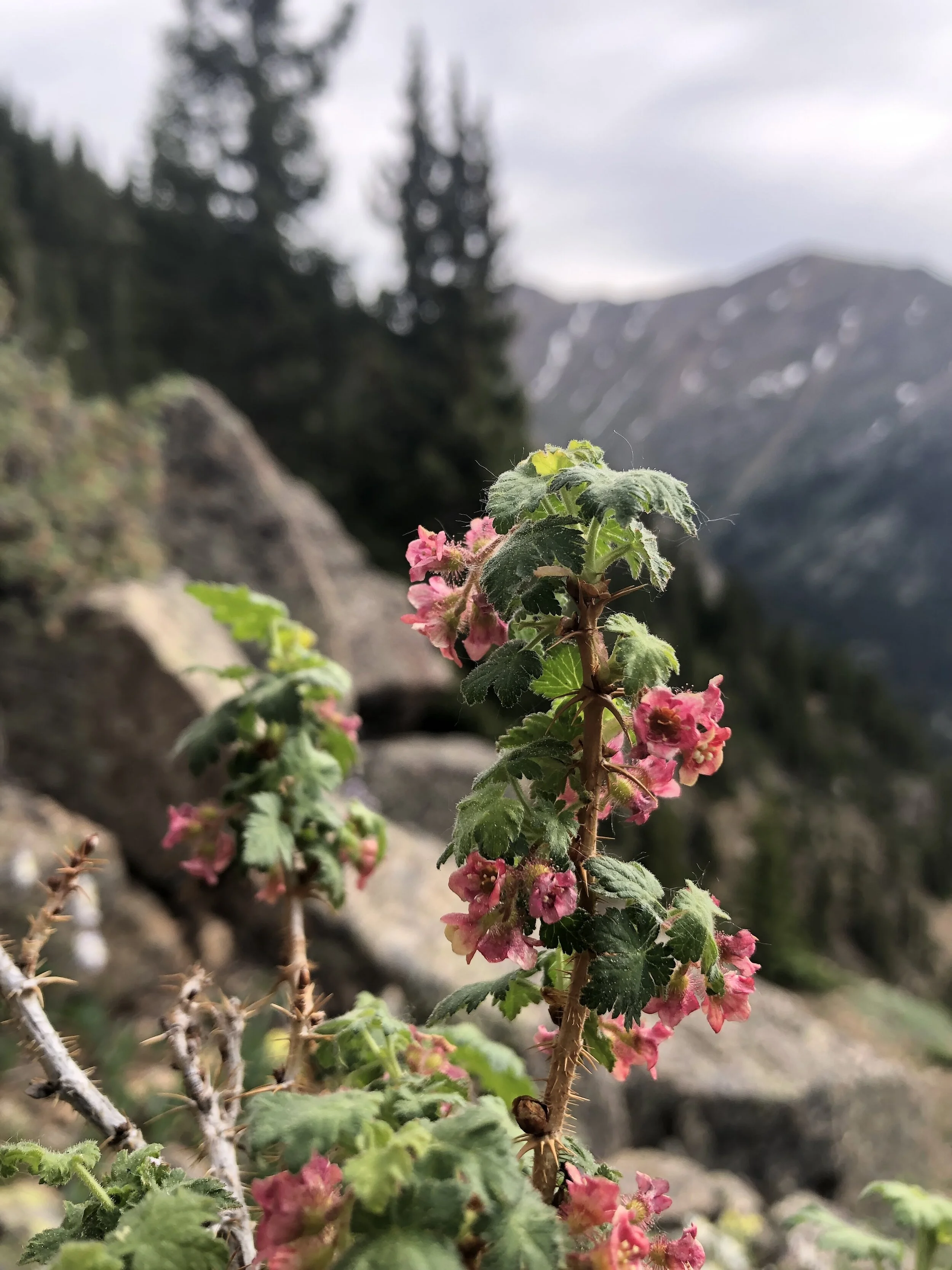 These red berries won't kill you