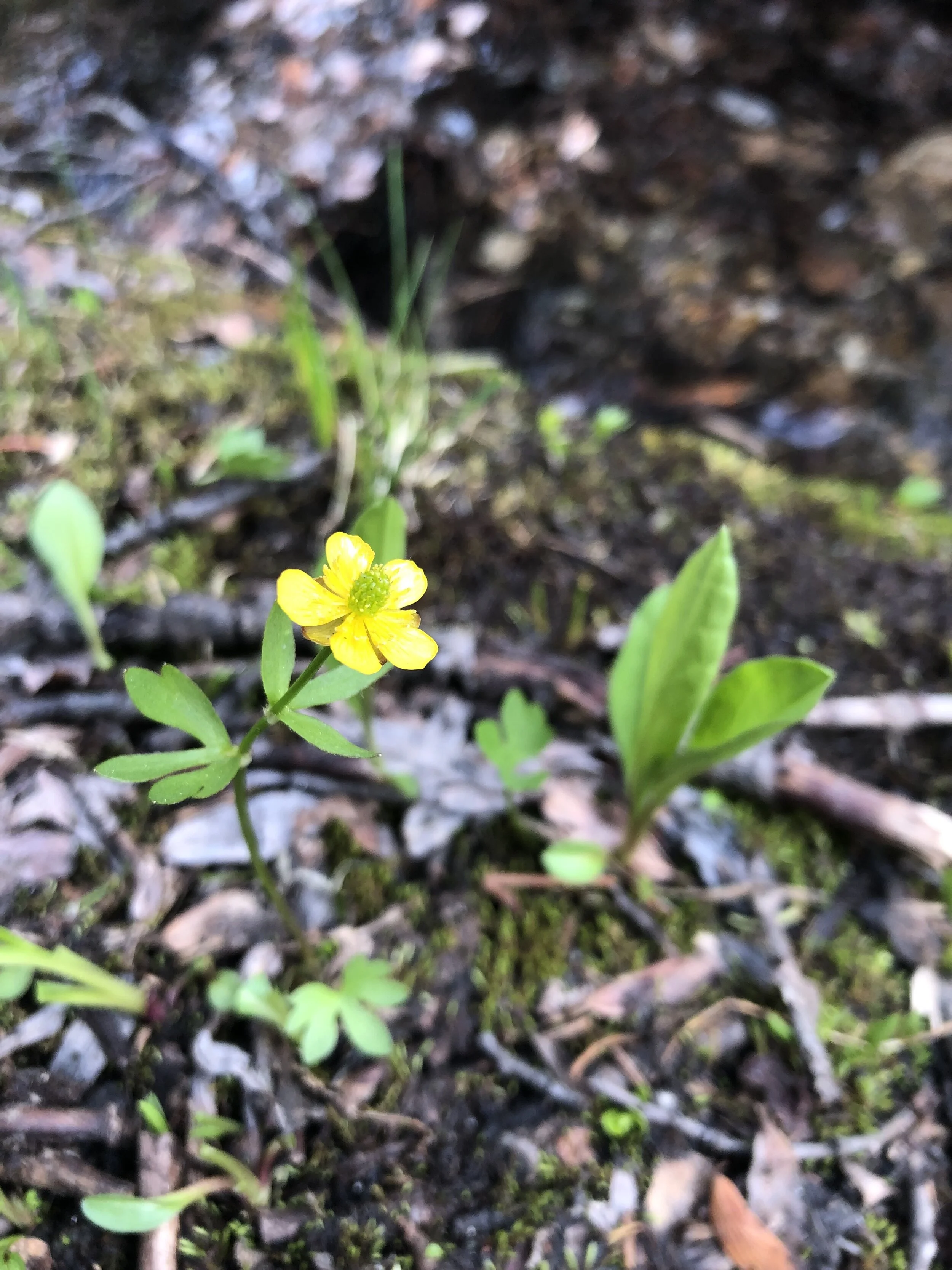 Yet another pygmy