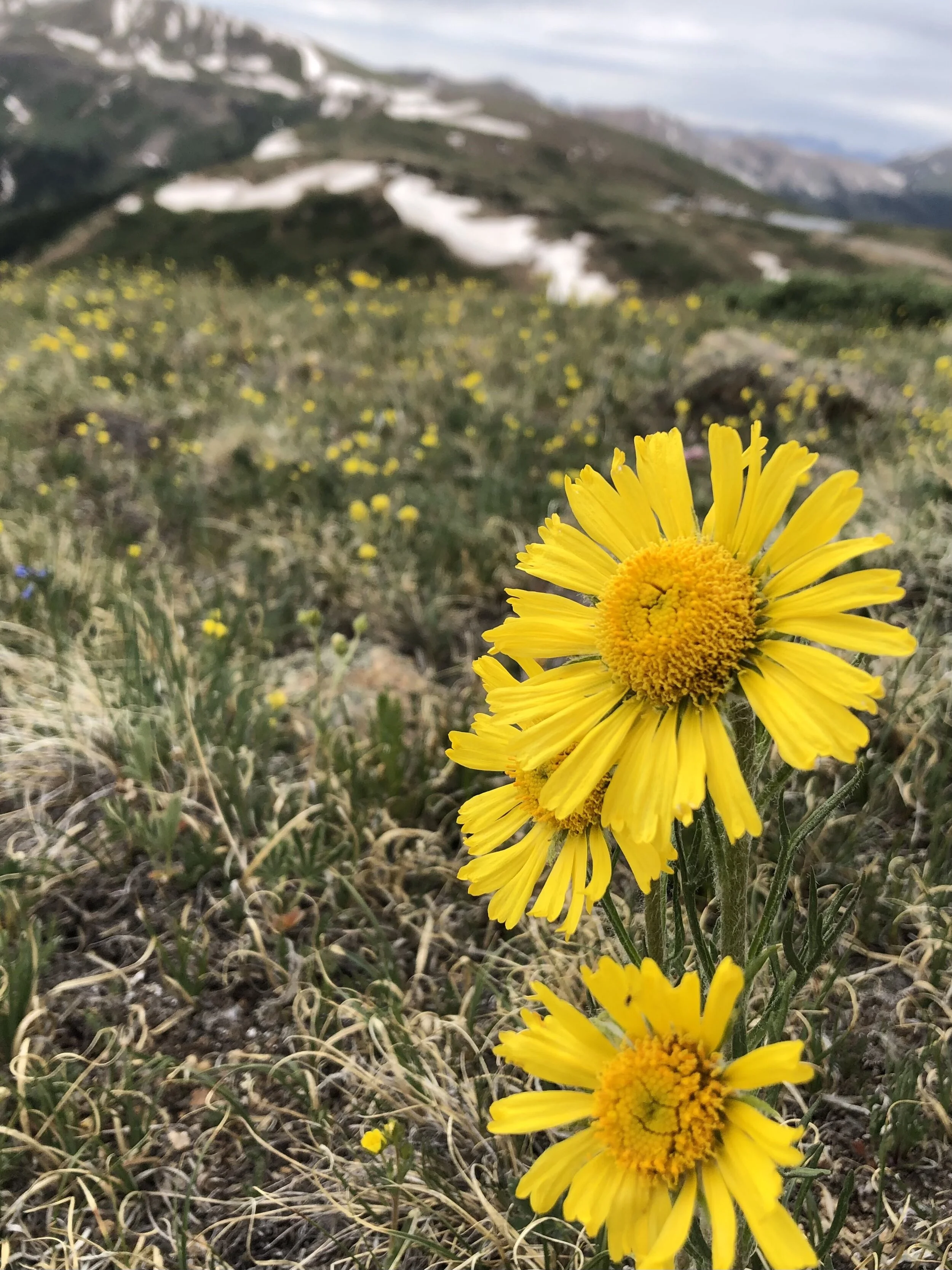 If this were your last summer in the mountains