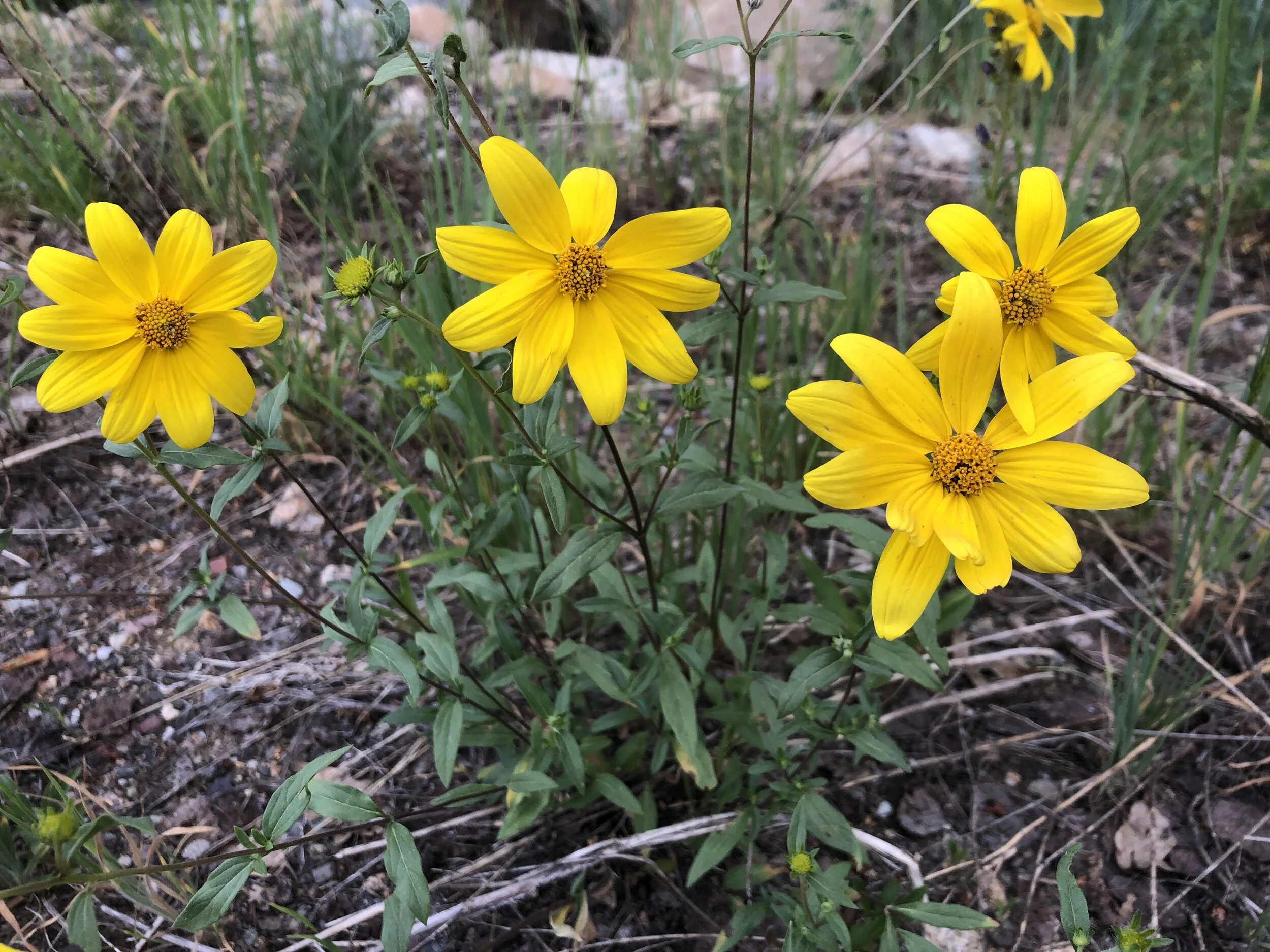 A (typically) late bloomer