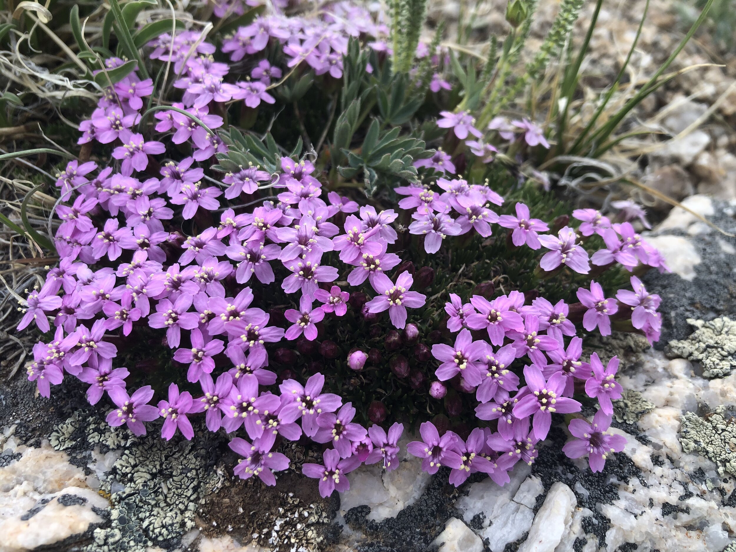   2023 WILDFLOWER CHECKLIST  