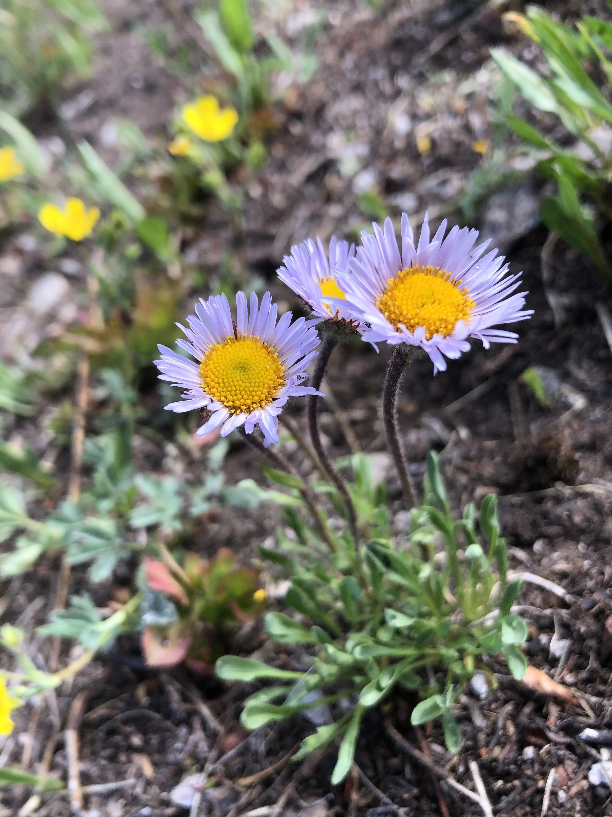 Alpine daisy