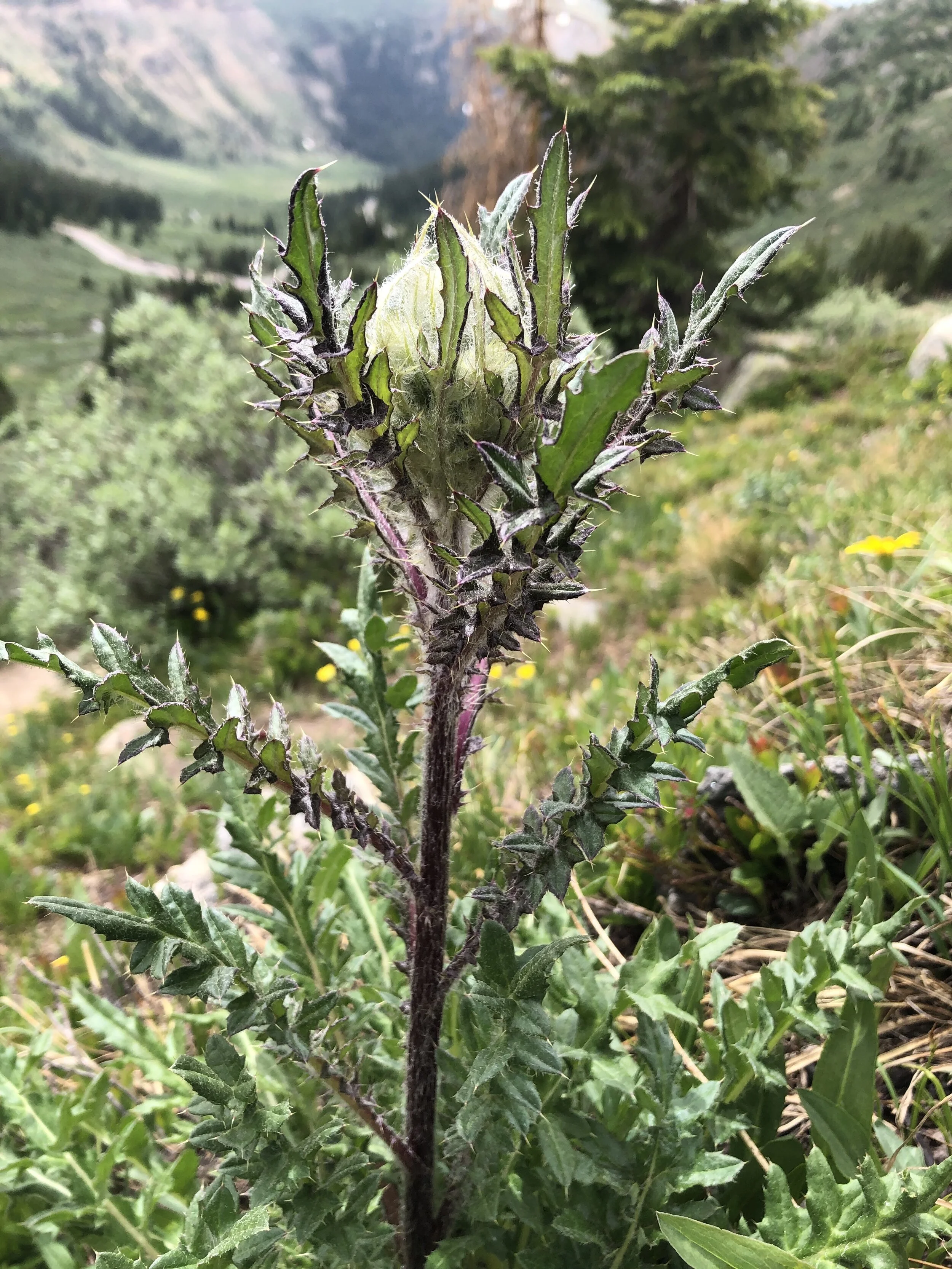 What's not to love about thistles?