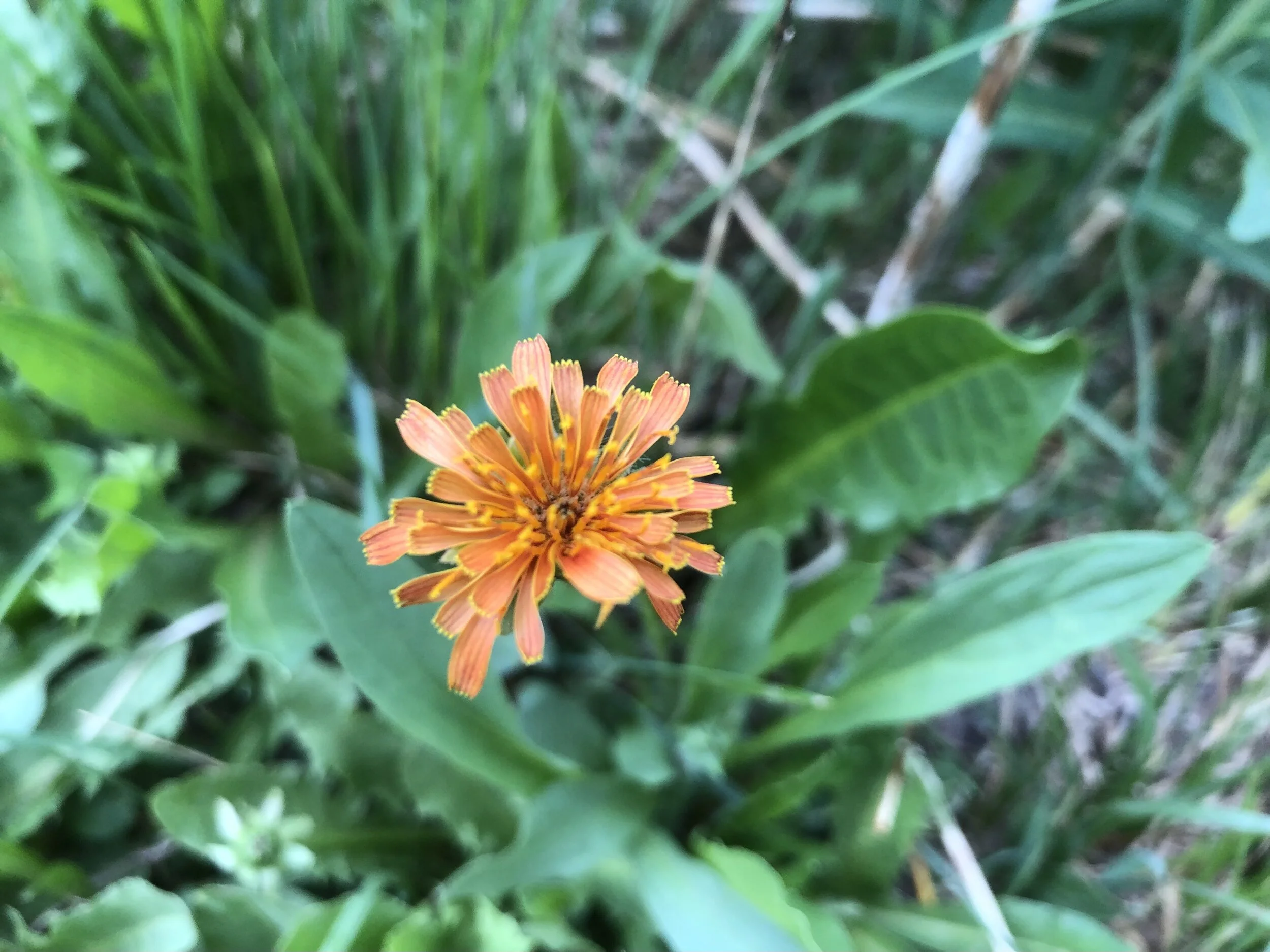 You won't find this in your lawn