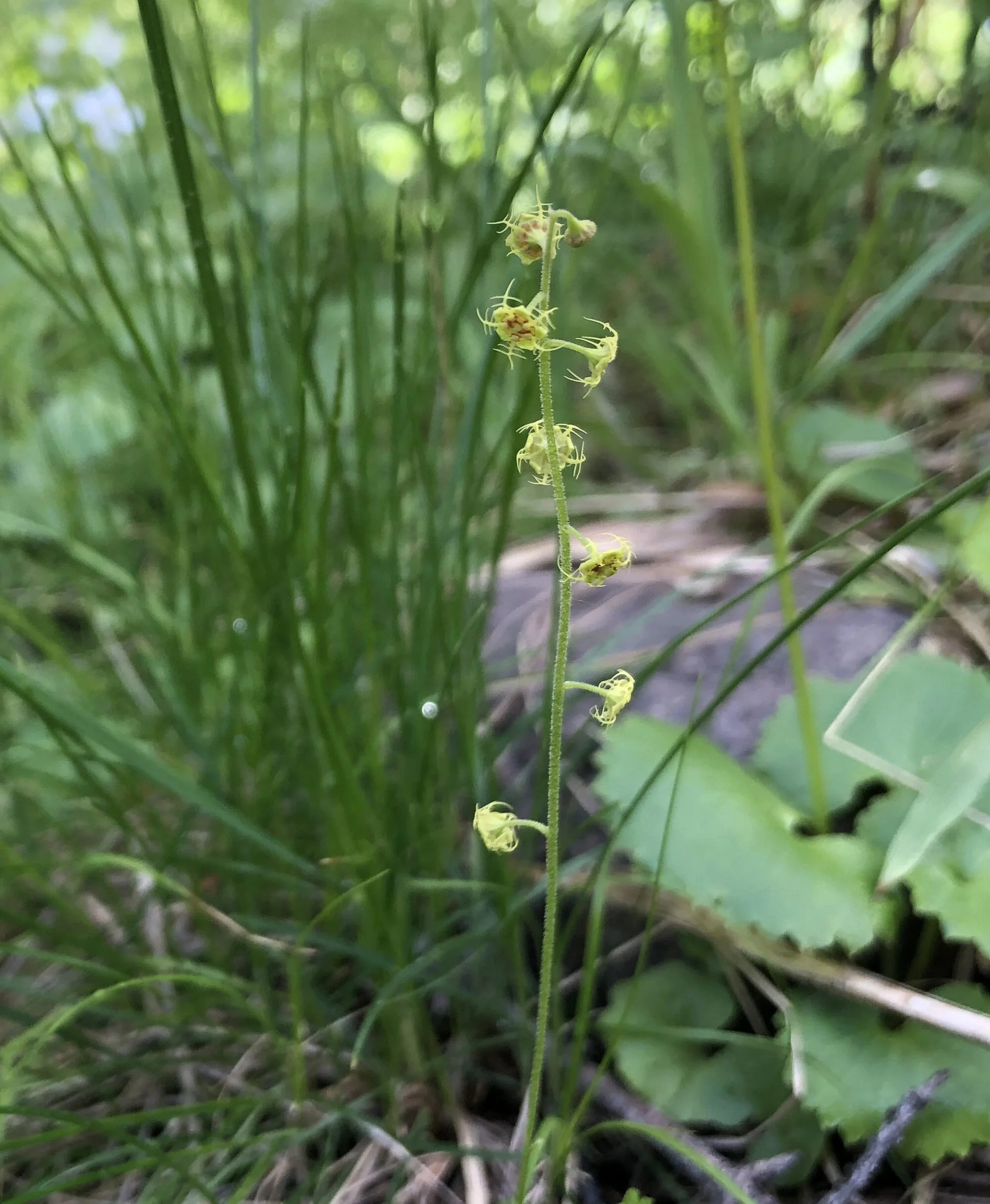 Satellite saxifrage