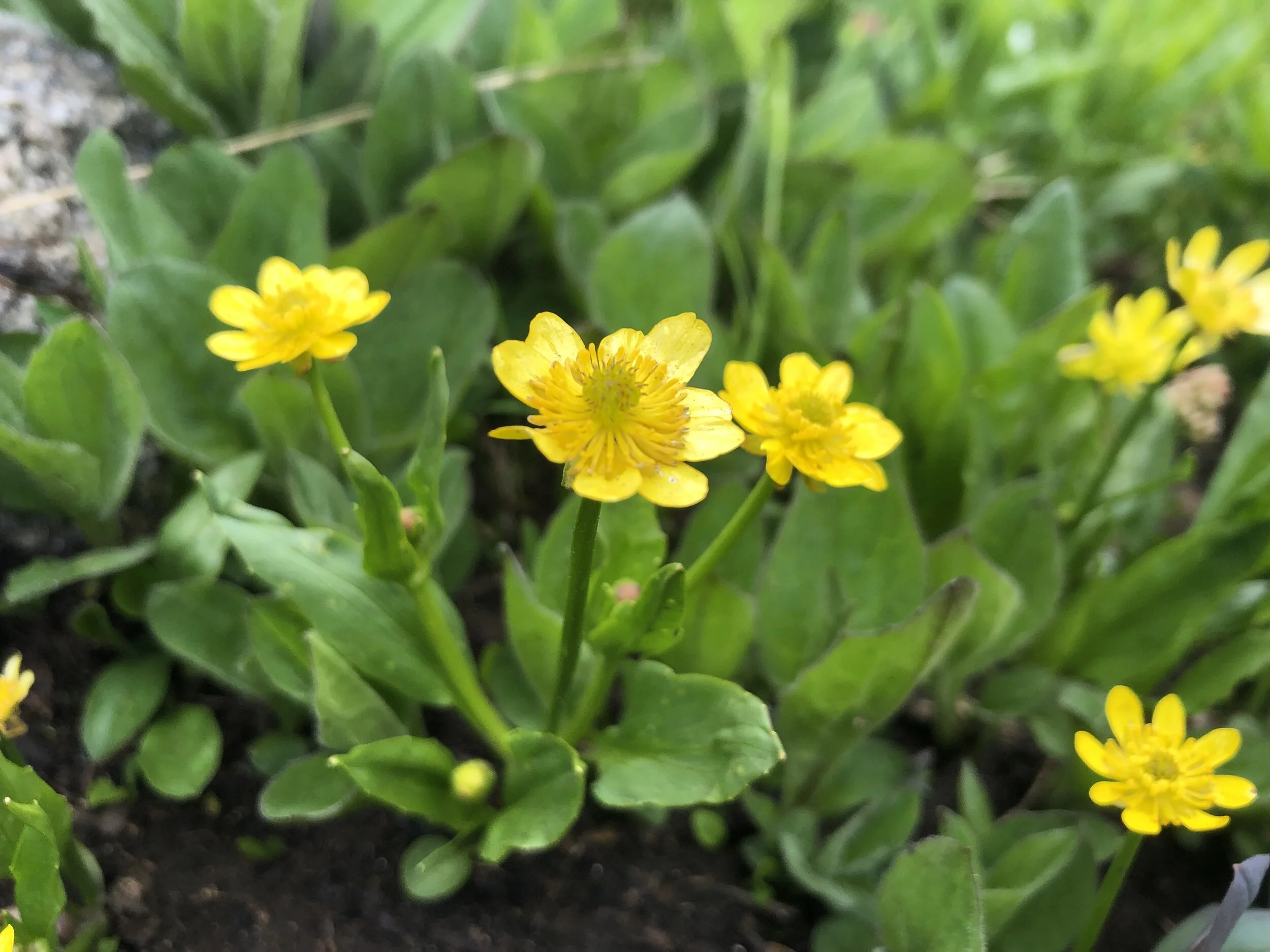 Ranunculus redux
