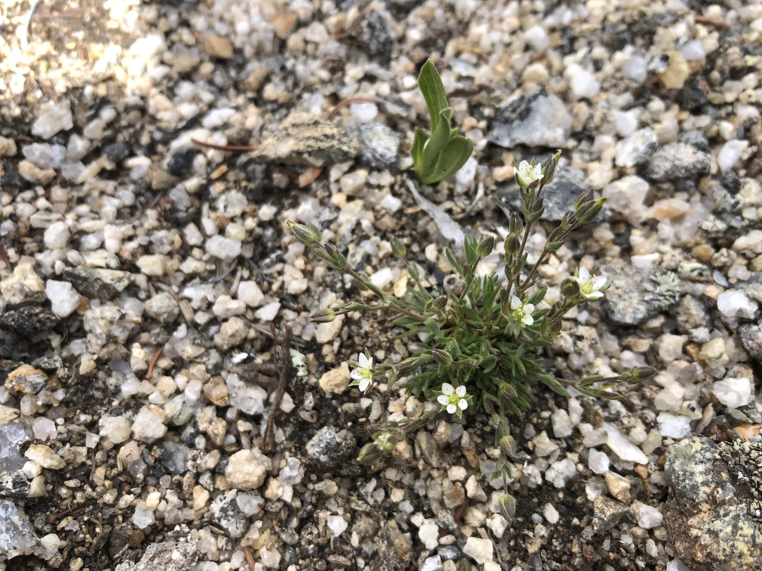 Beautiful sandwort (if you can find me, that is!)