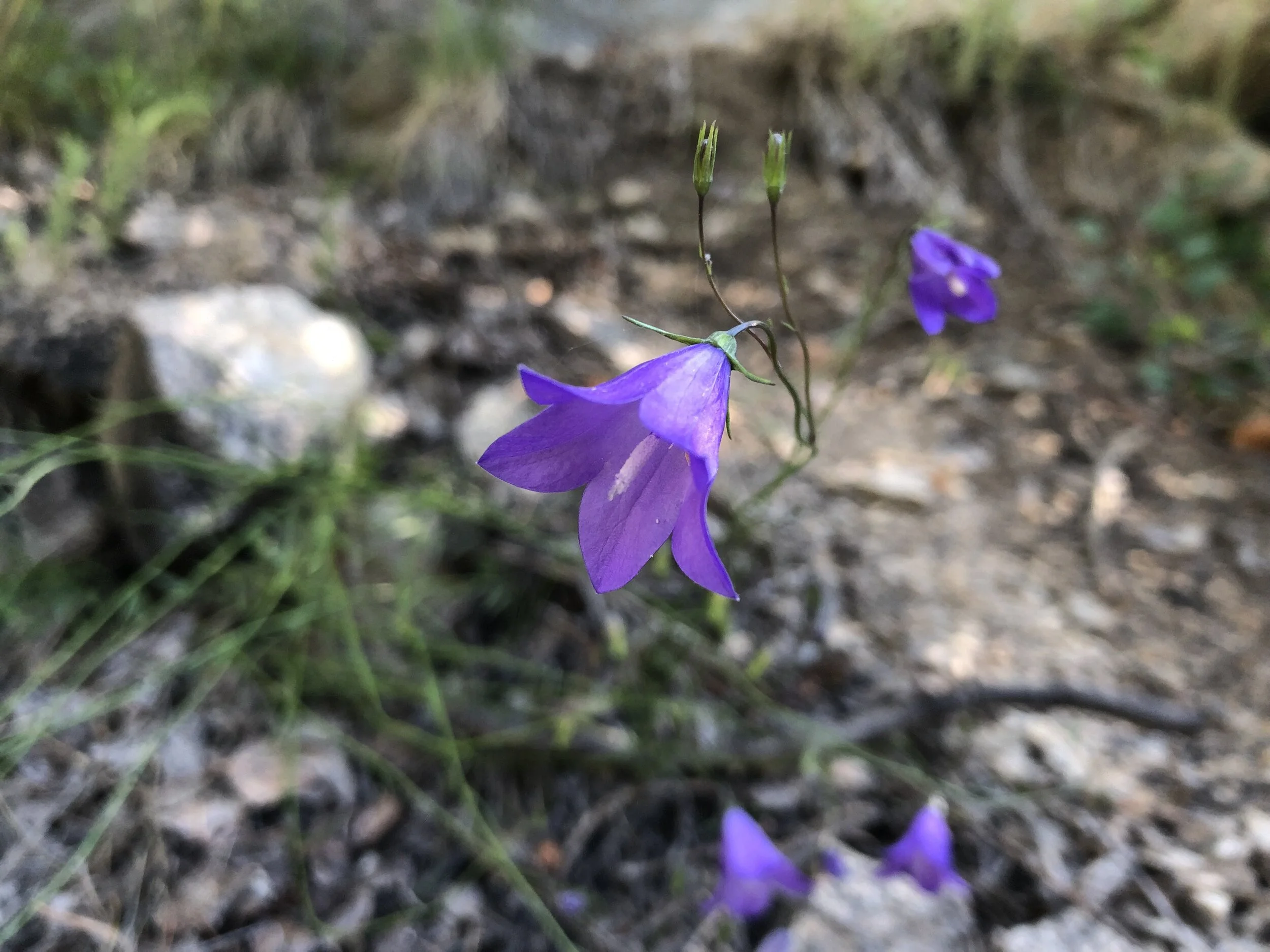The Scottish bluebell