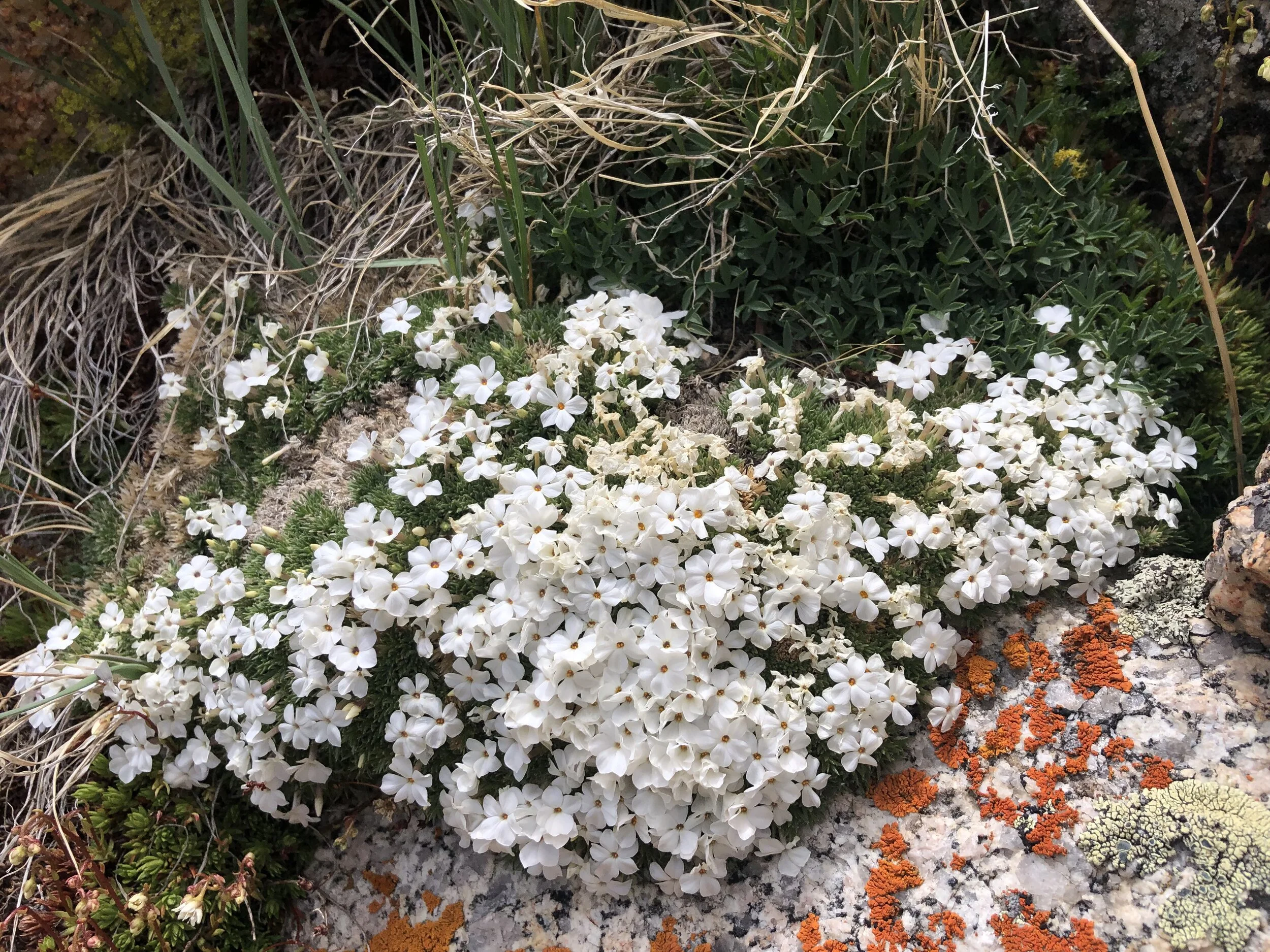 Snow-white east side wonder