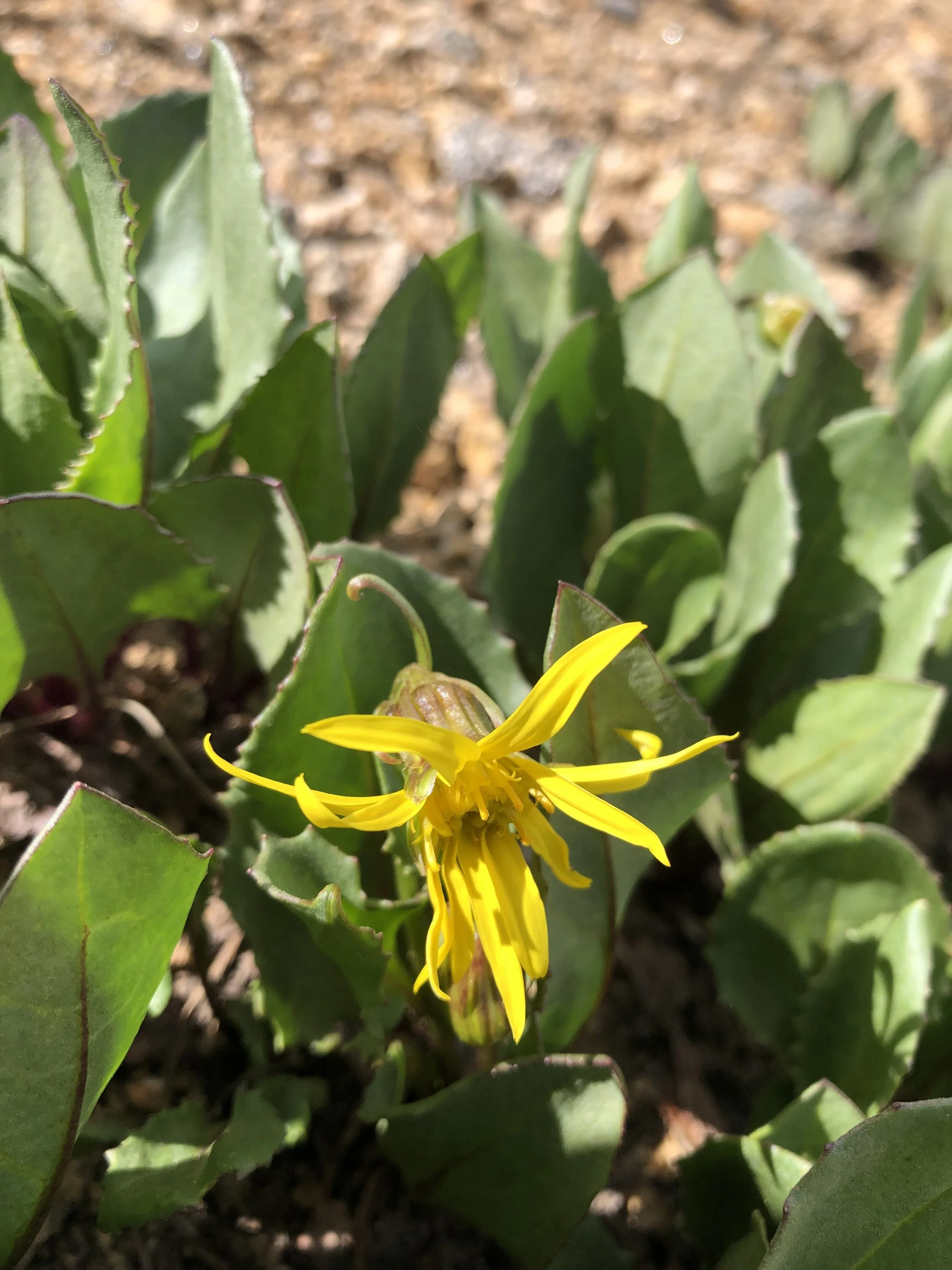 Bucking for species status
