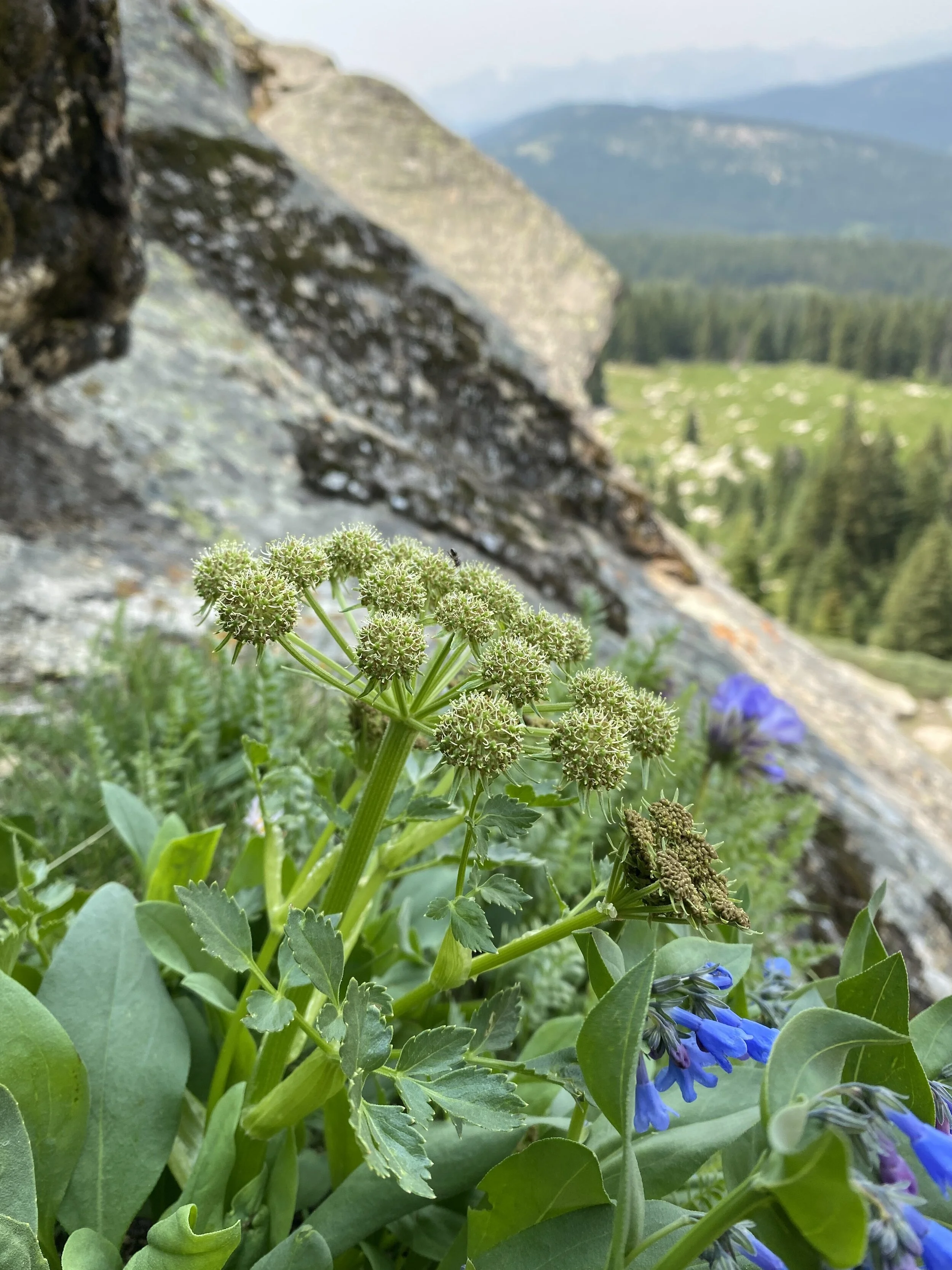 Alpine angel