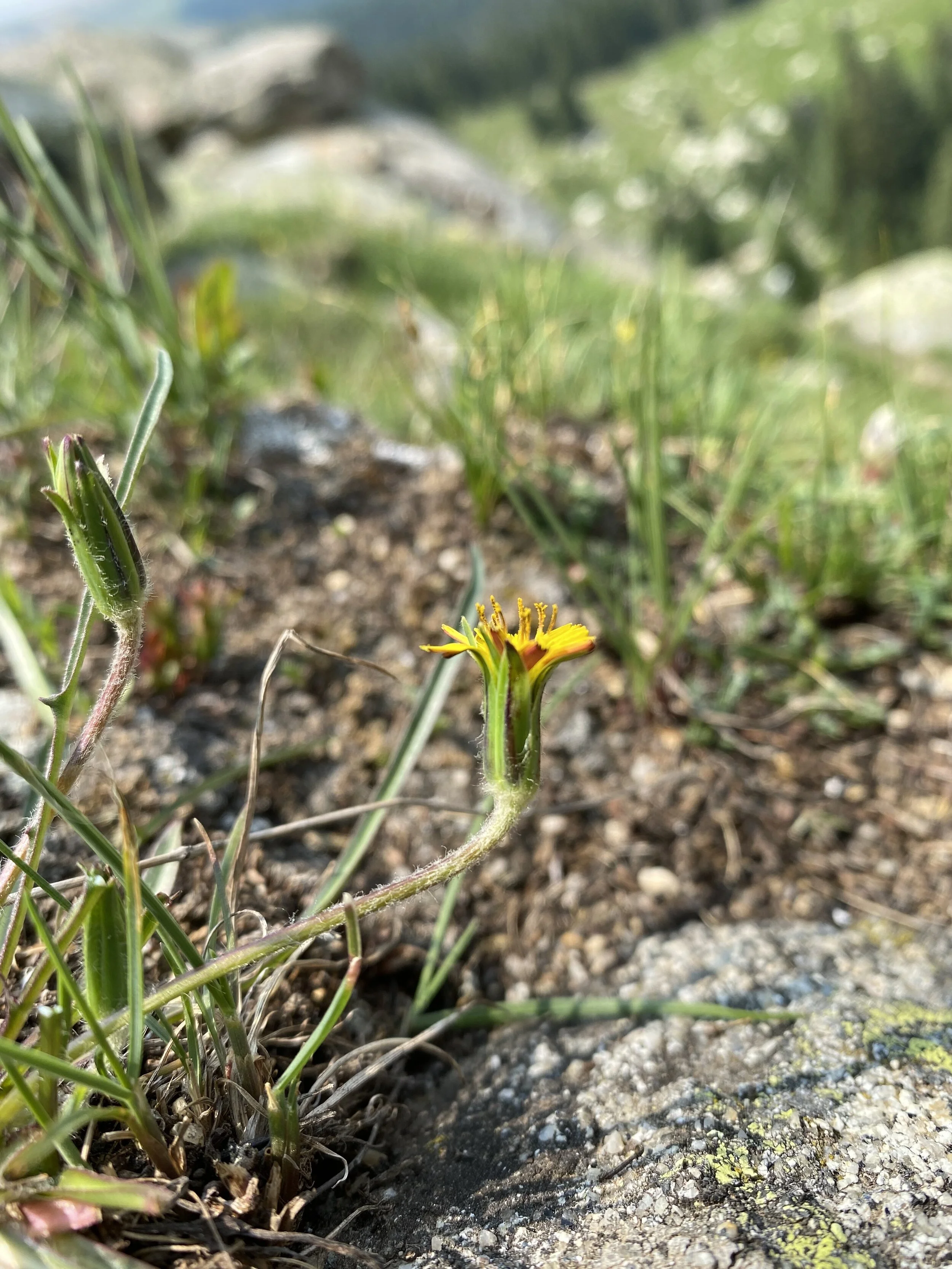 Dandelion lookalike