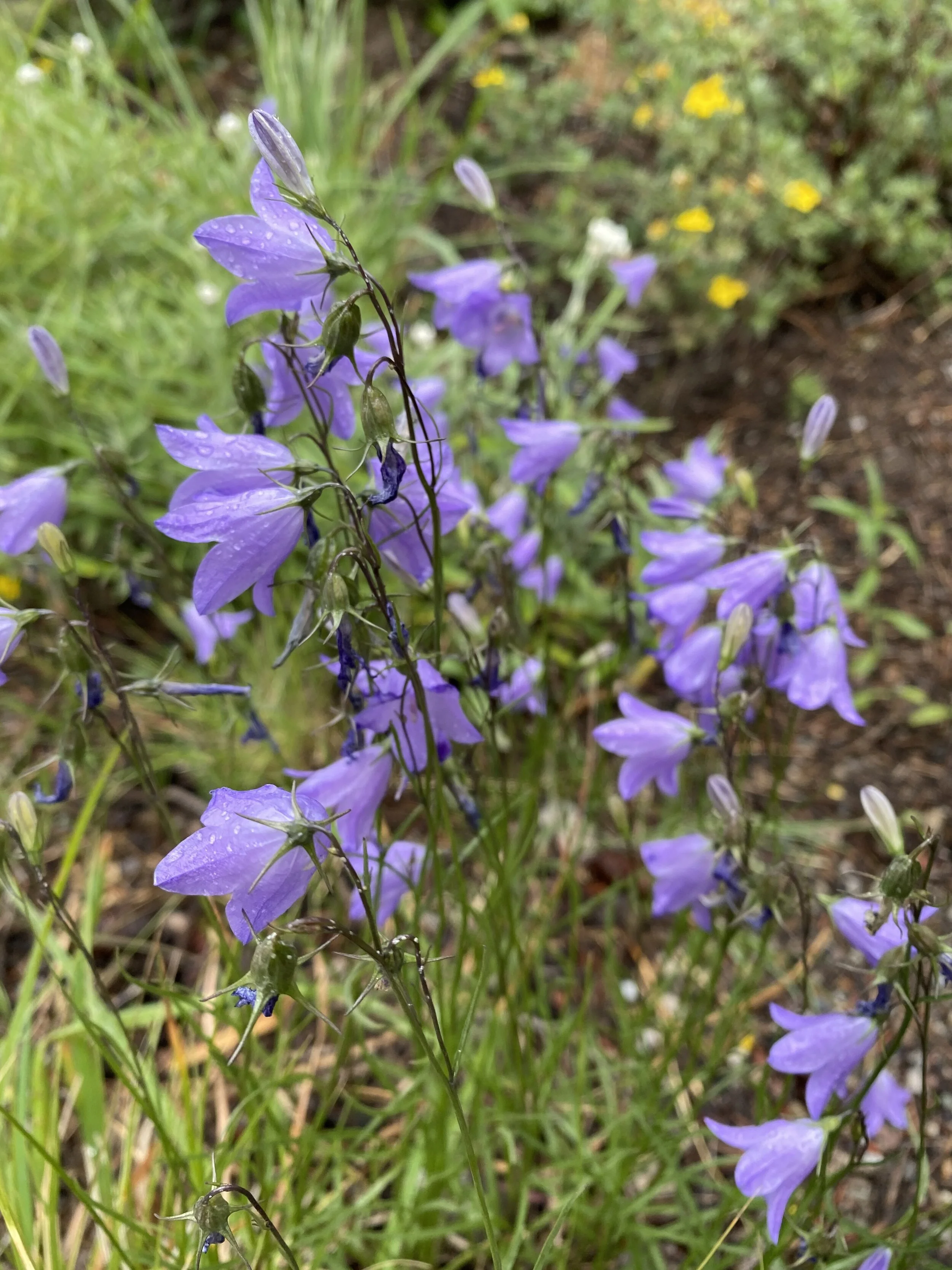 The Scottish bluebell — Independence Pass Foundation