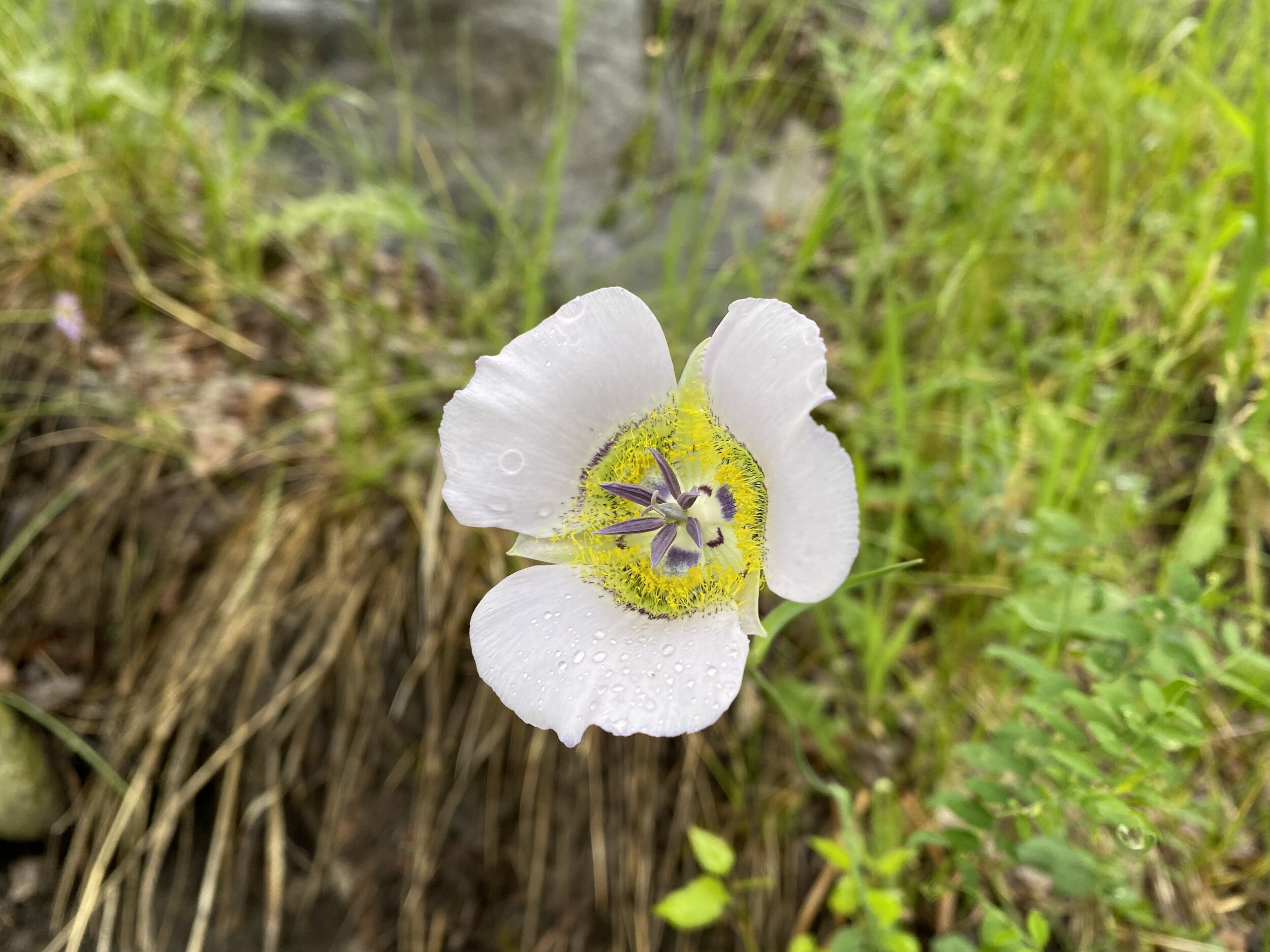 Lily of the aspens