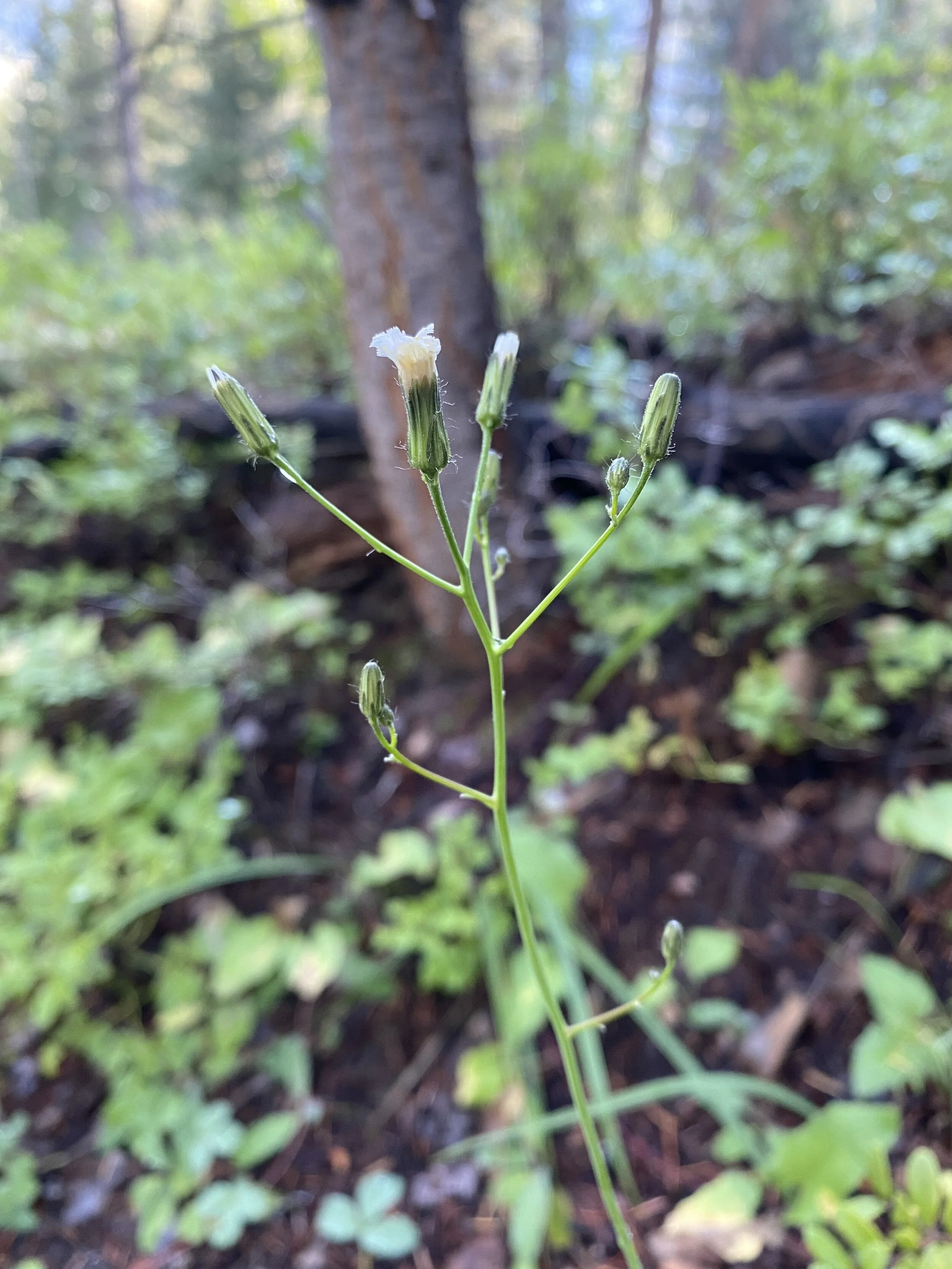 How much trampling can a flower take?