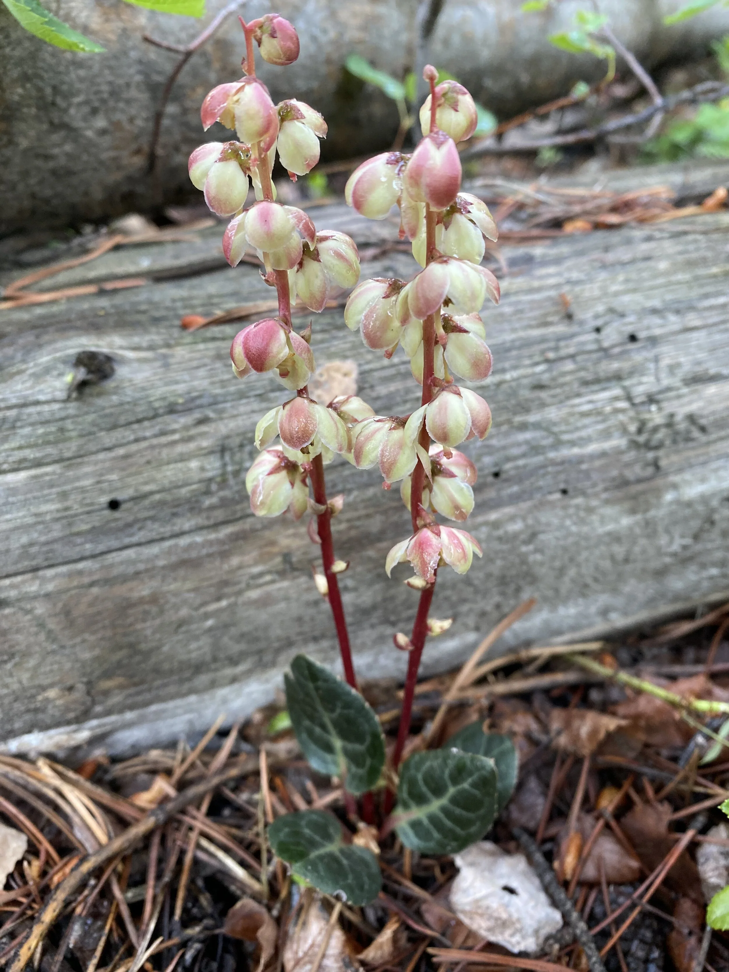 Another Colorado rarity