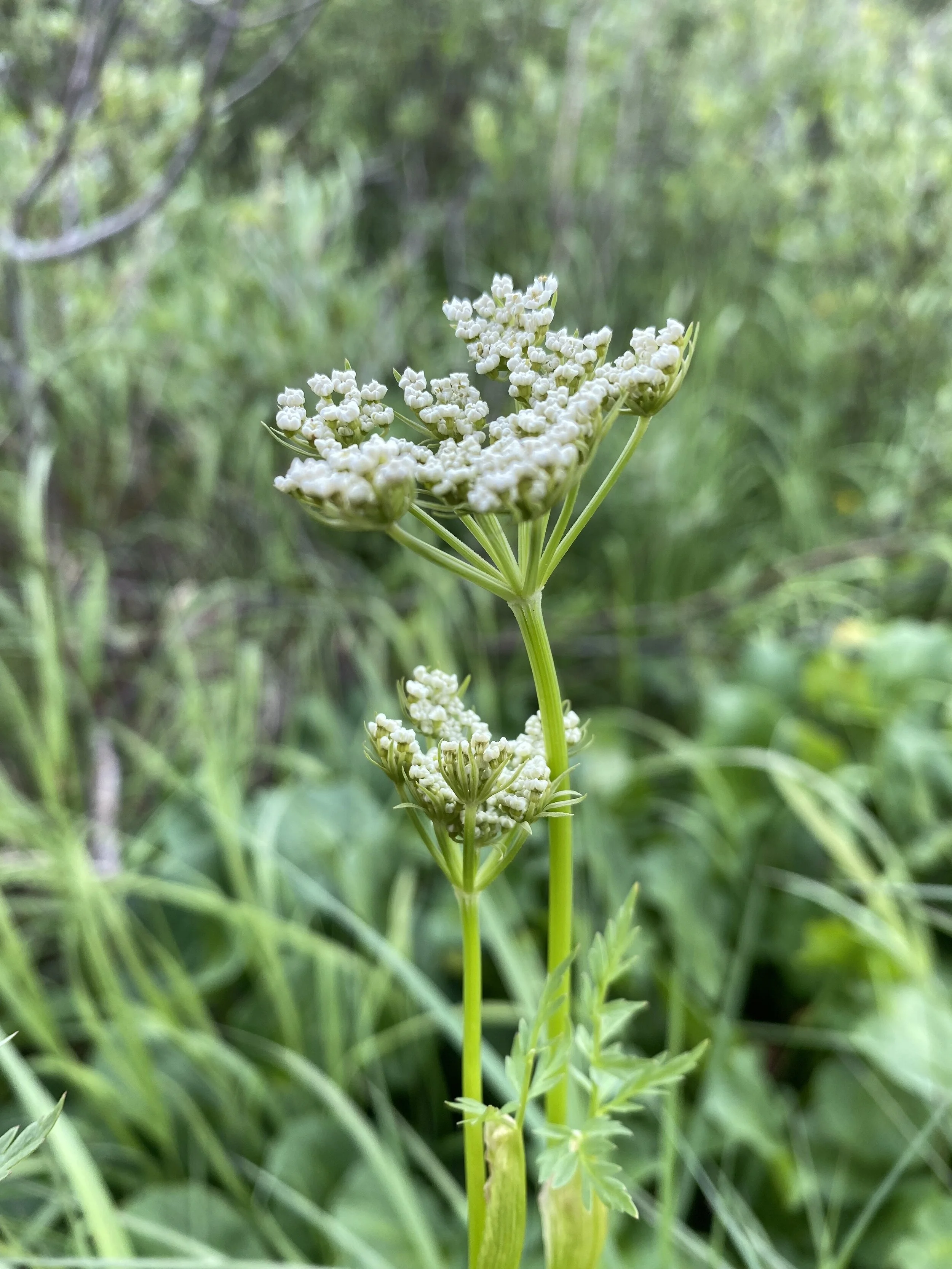 Water-loving hemlock