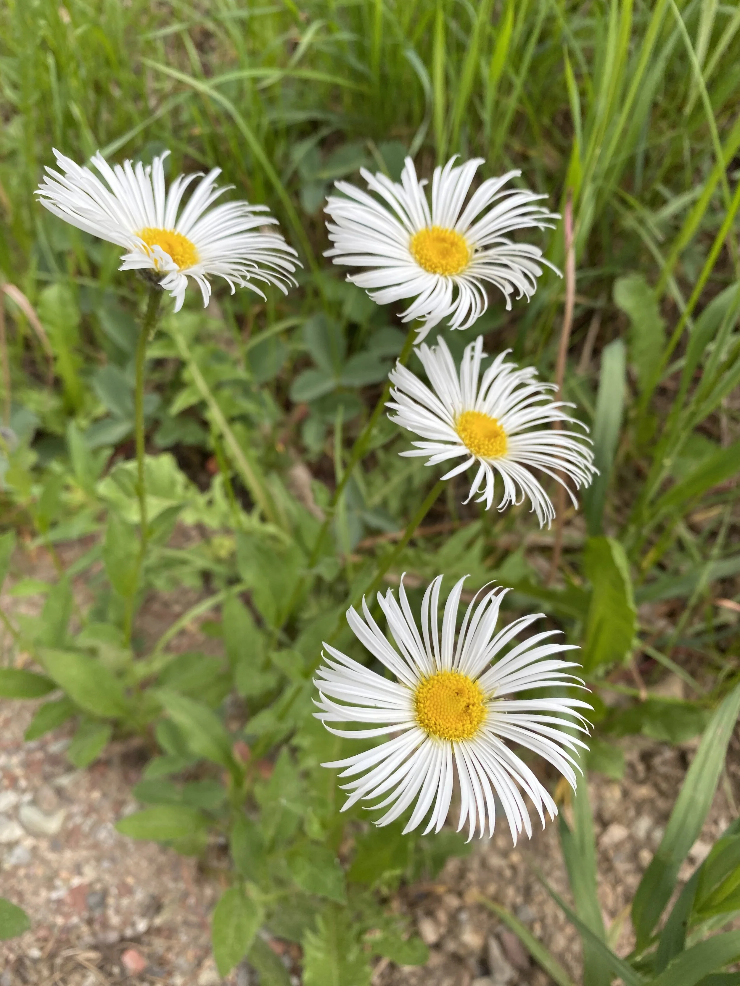 A late bloomer