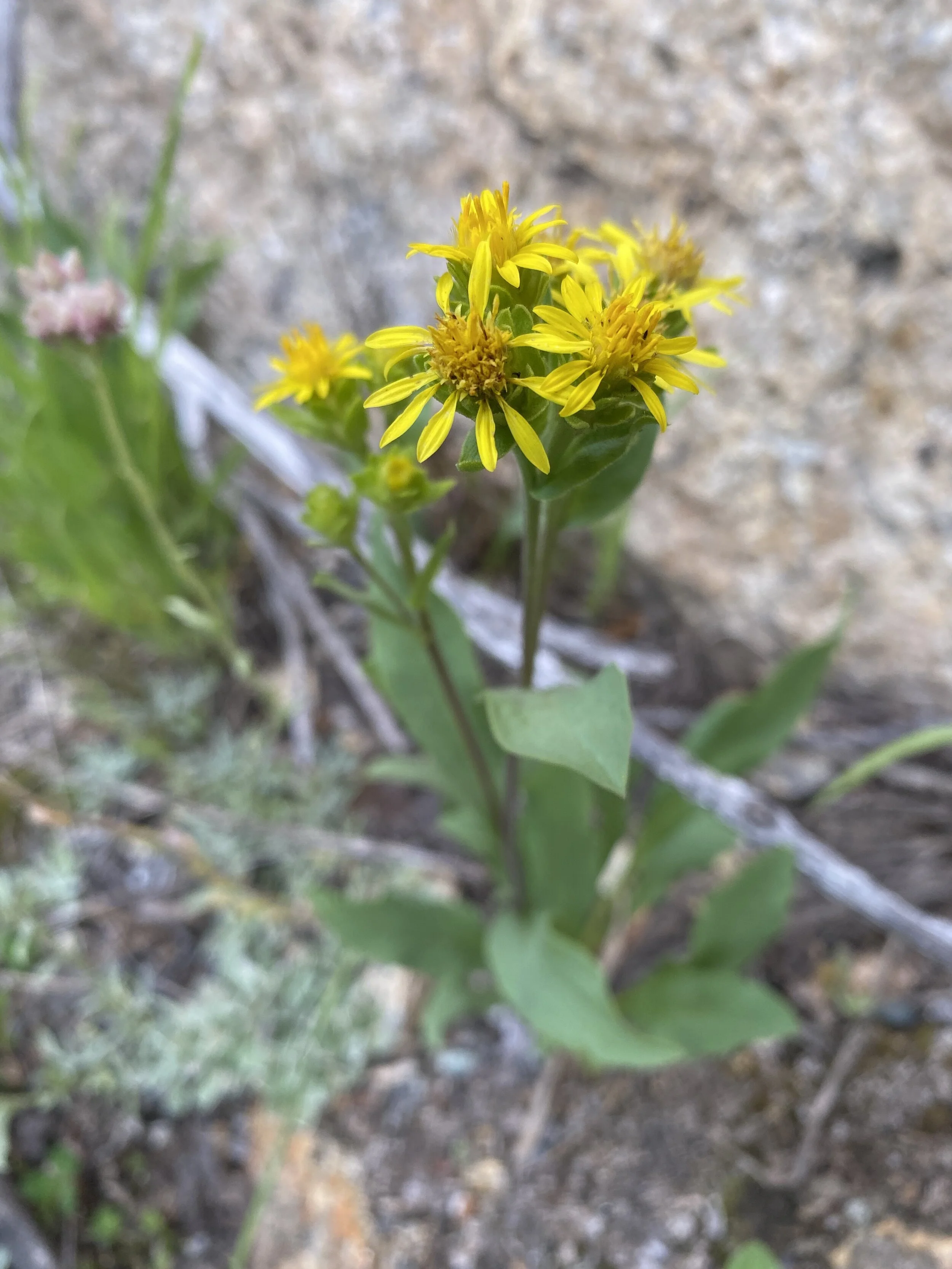 Goldenrod granddaddy