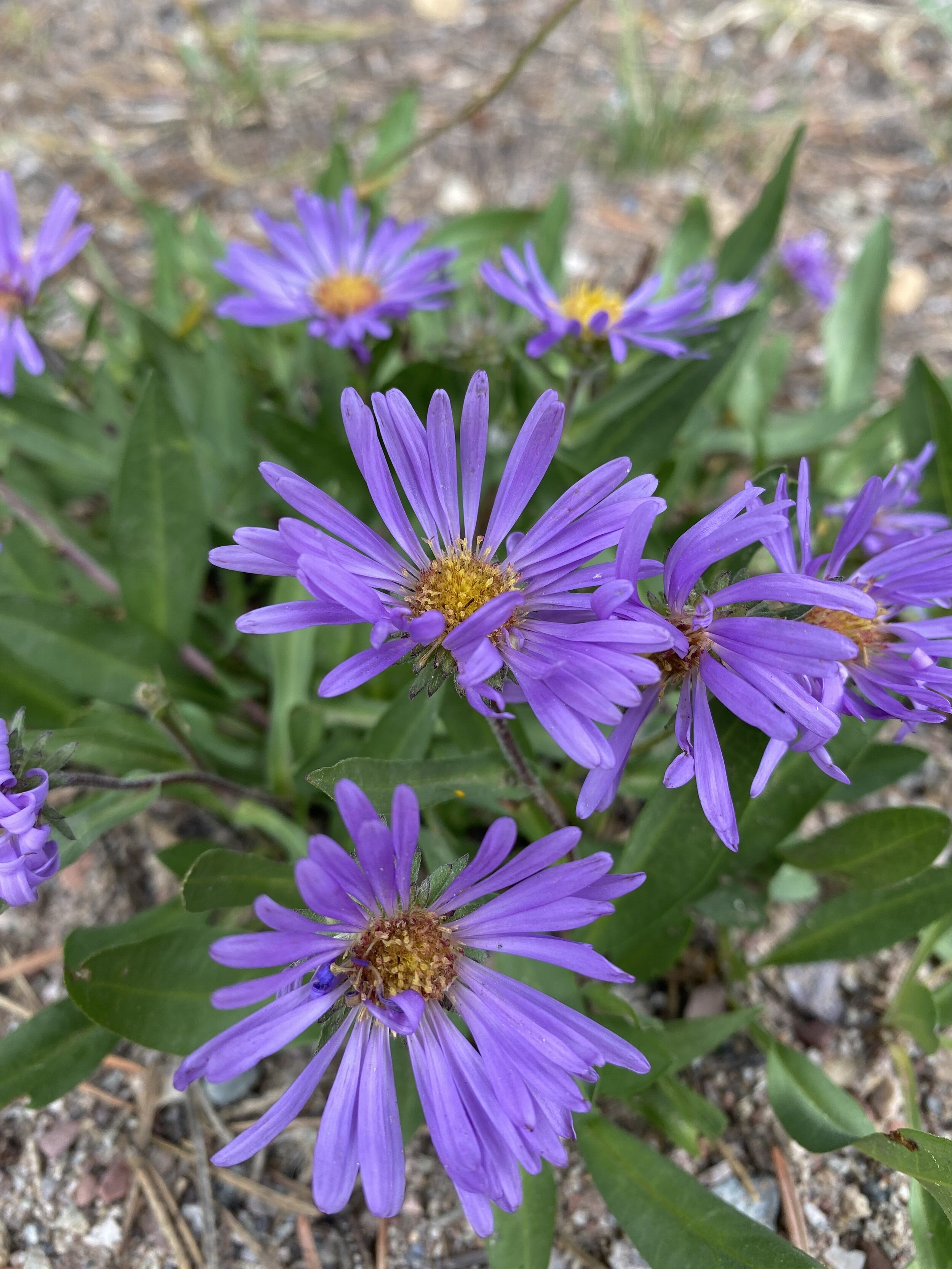 The "Asters" are out! 