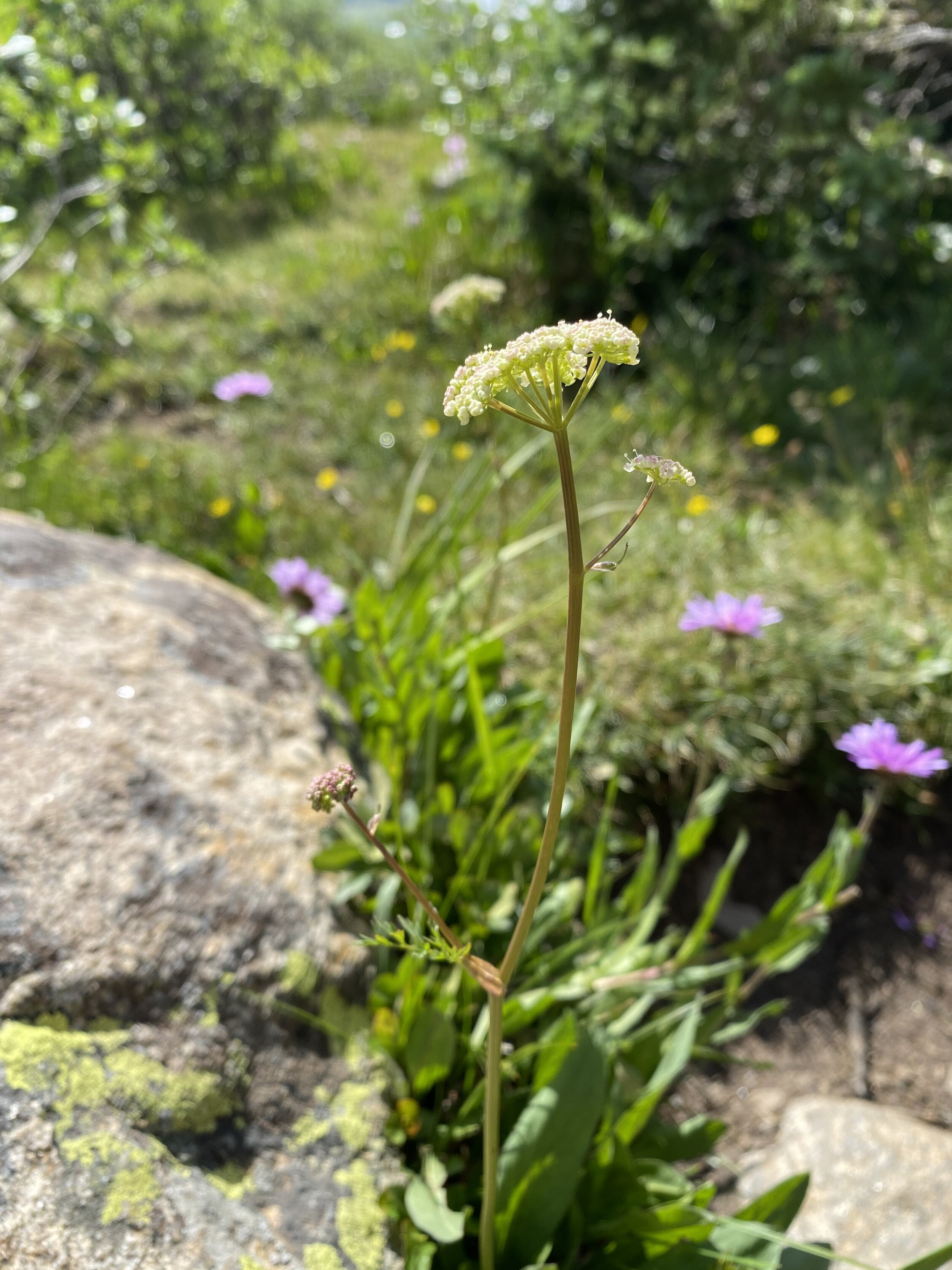C. scopulorum, Linkins Lake, 12,000’, July 22, 2021