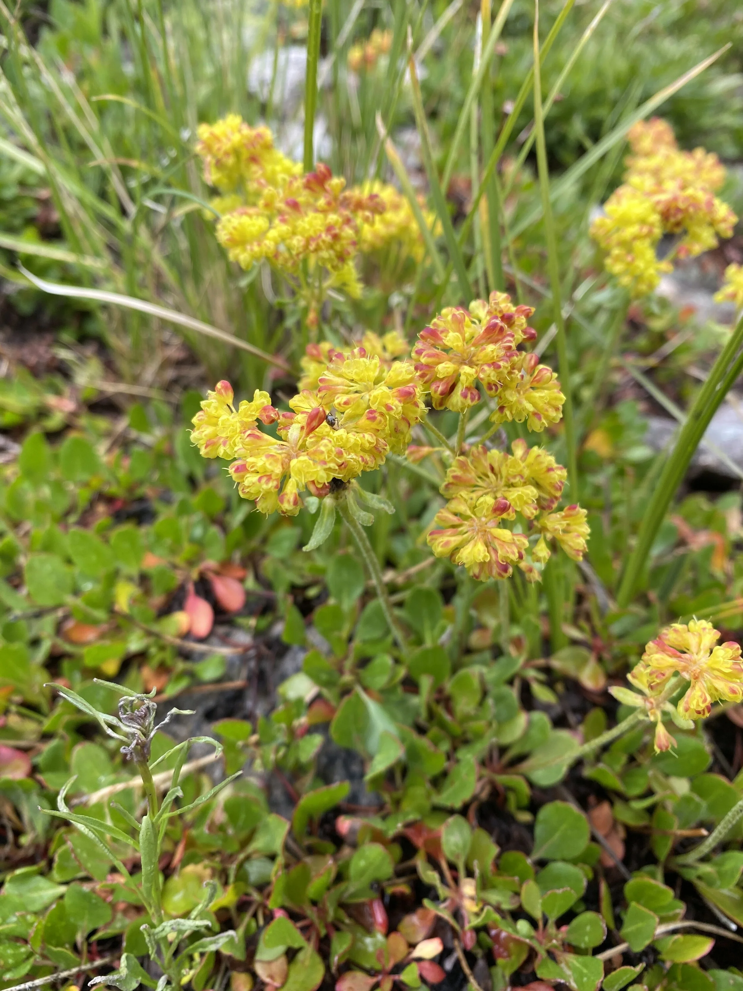 O-Tay, Buckwheat