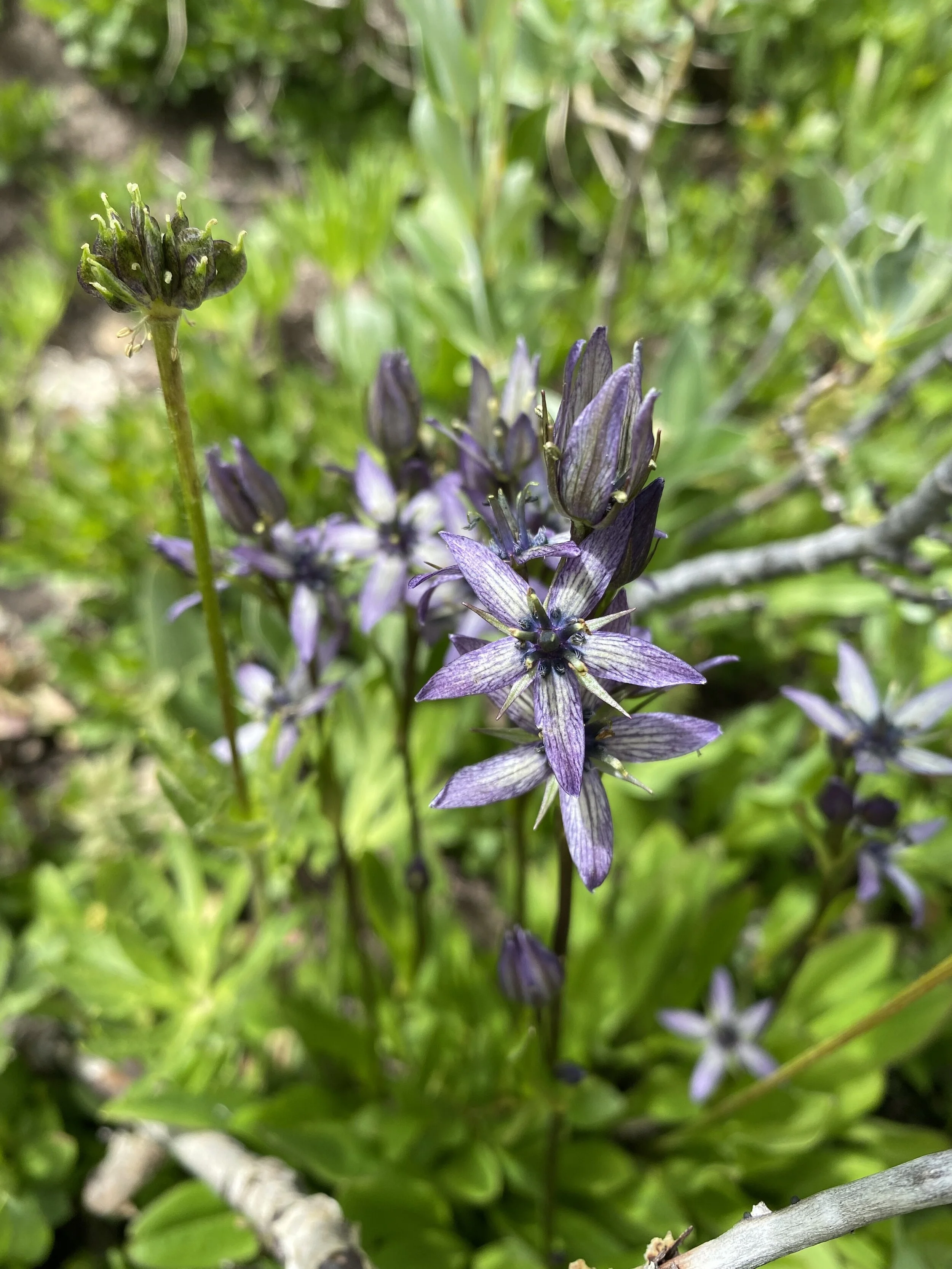  A late summer star