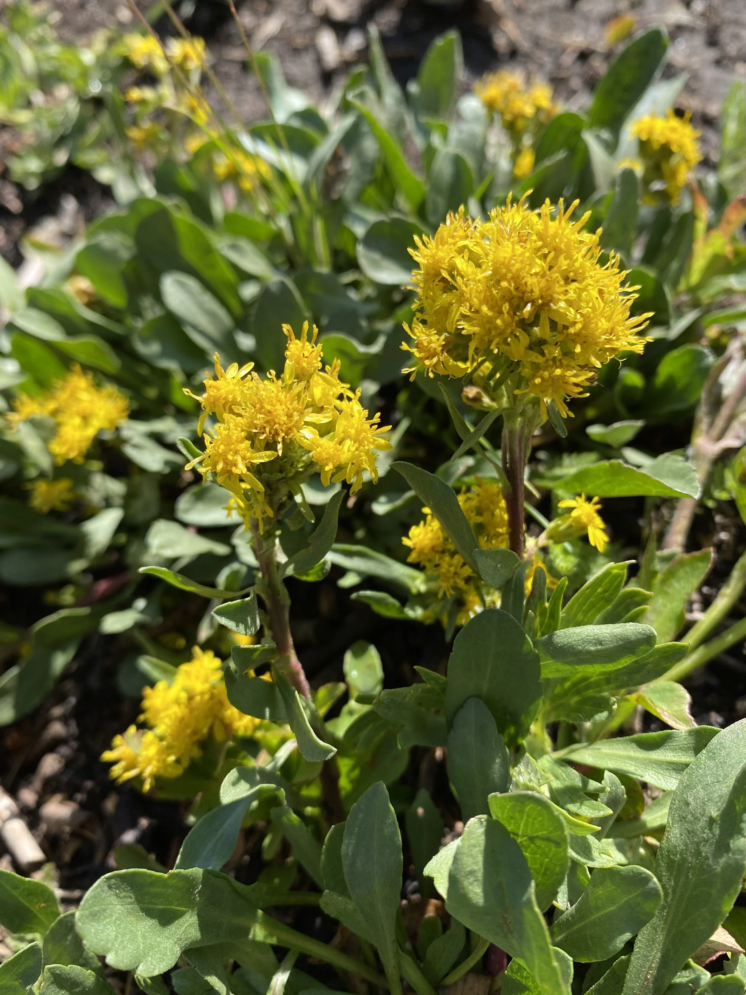Solidago Simplex Var Simplex Why ciliate-margined petioles matter — Independence Pass Foundation