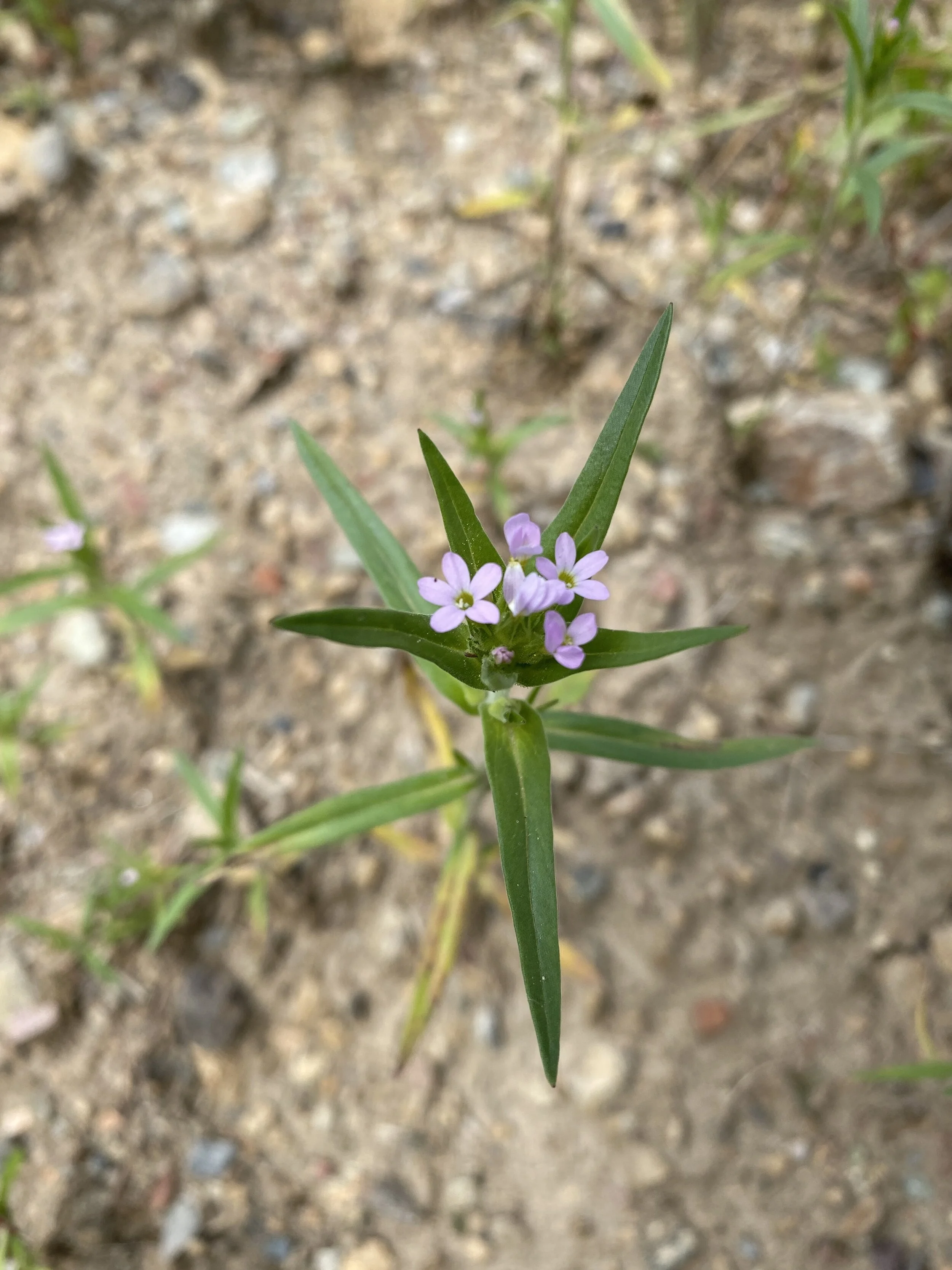 A phlox on you!