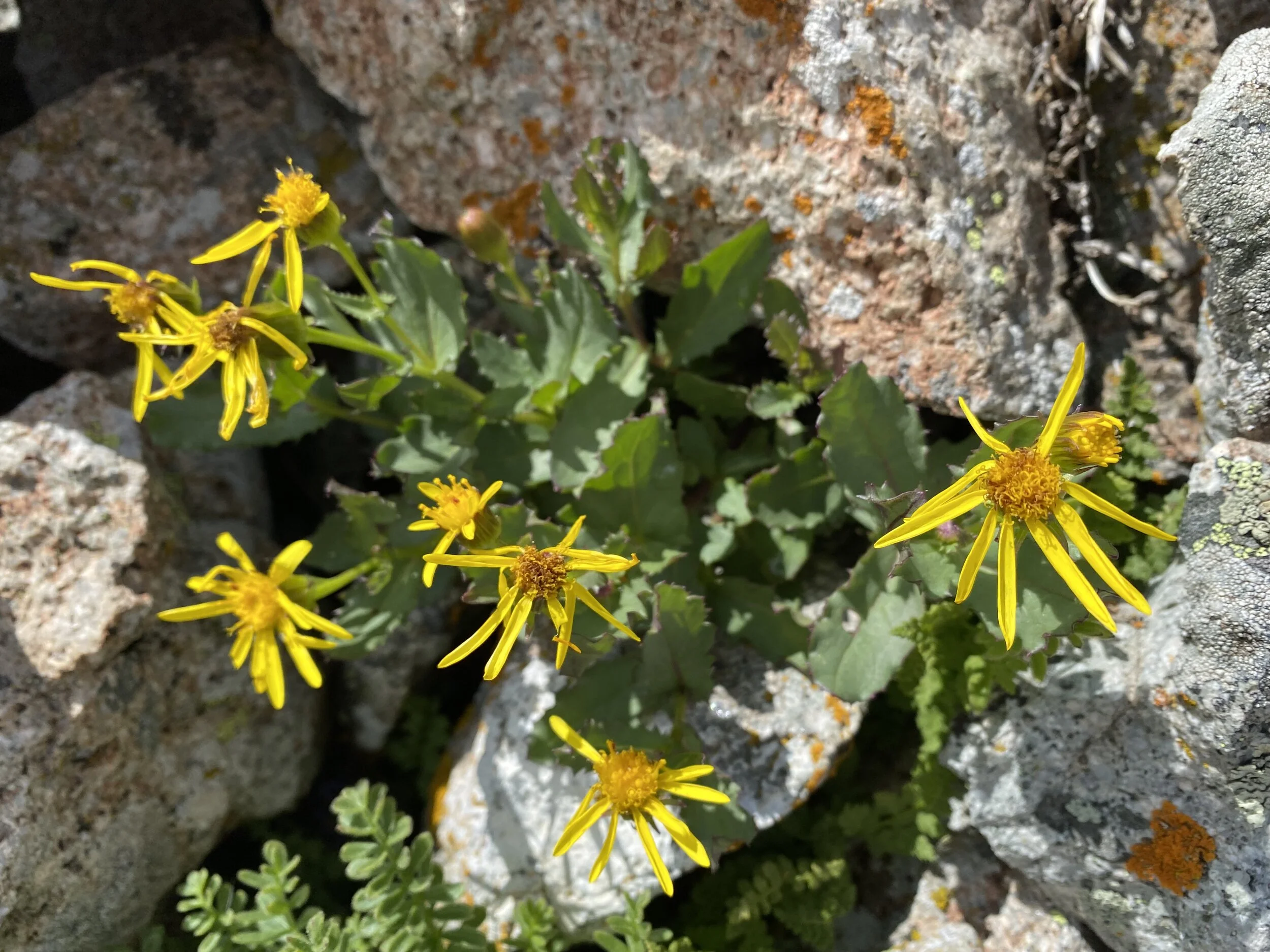 A ragwort never looked so good