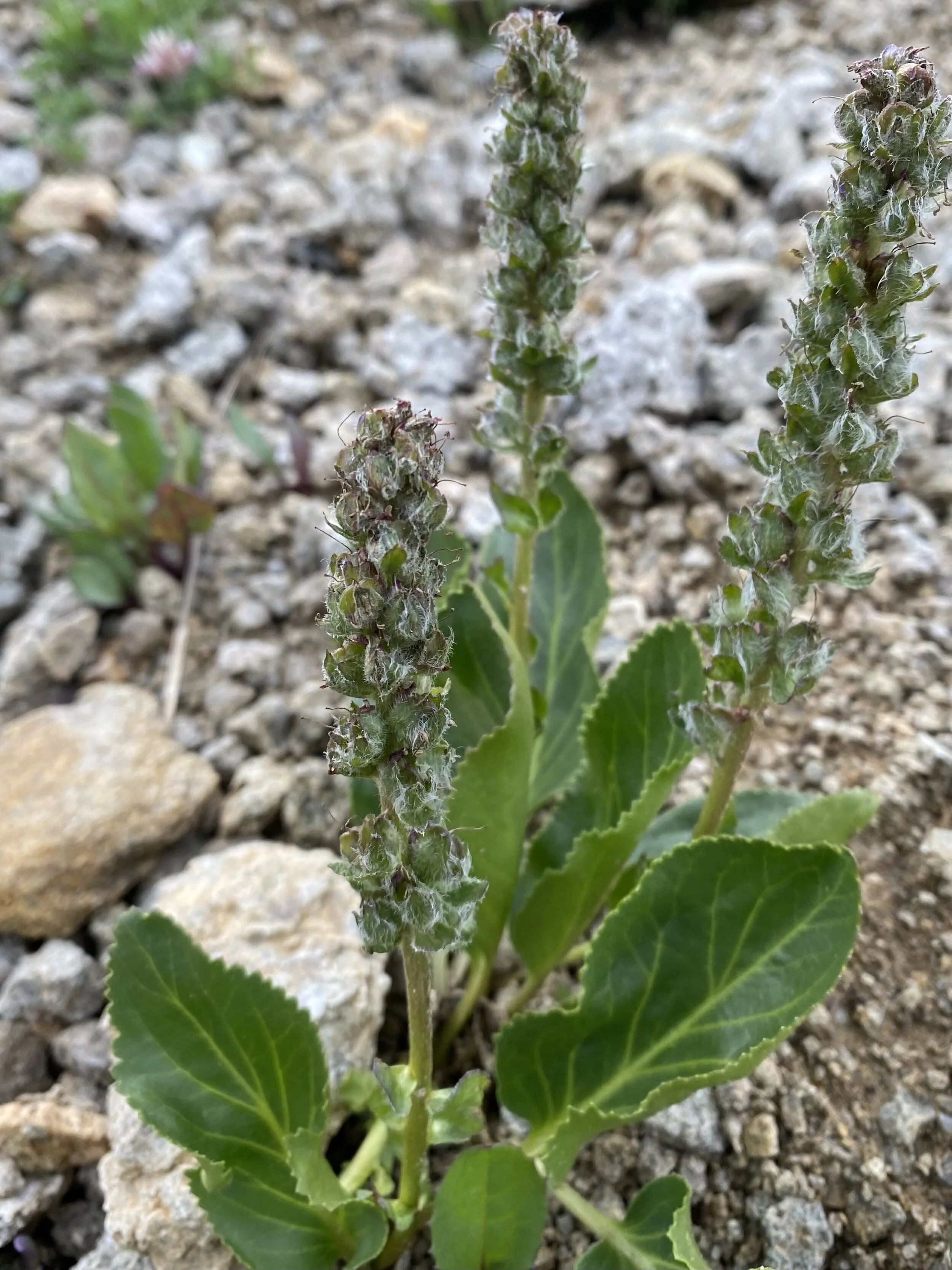 Besseya ritteriana/plantaganea, July 22, 2021