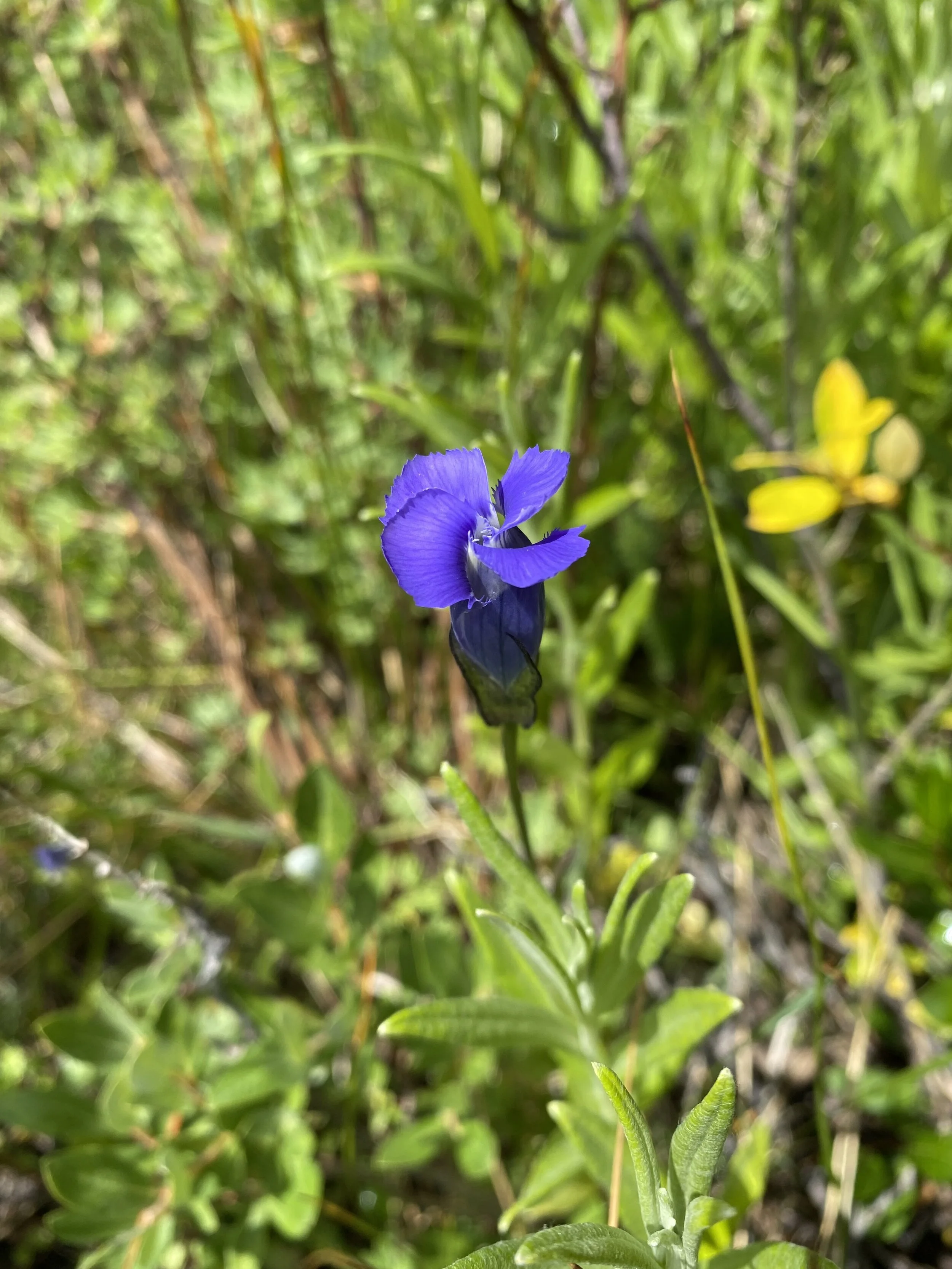 Gentianopsis thermalis, July 23, 2021
