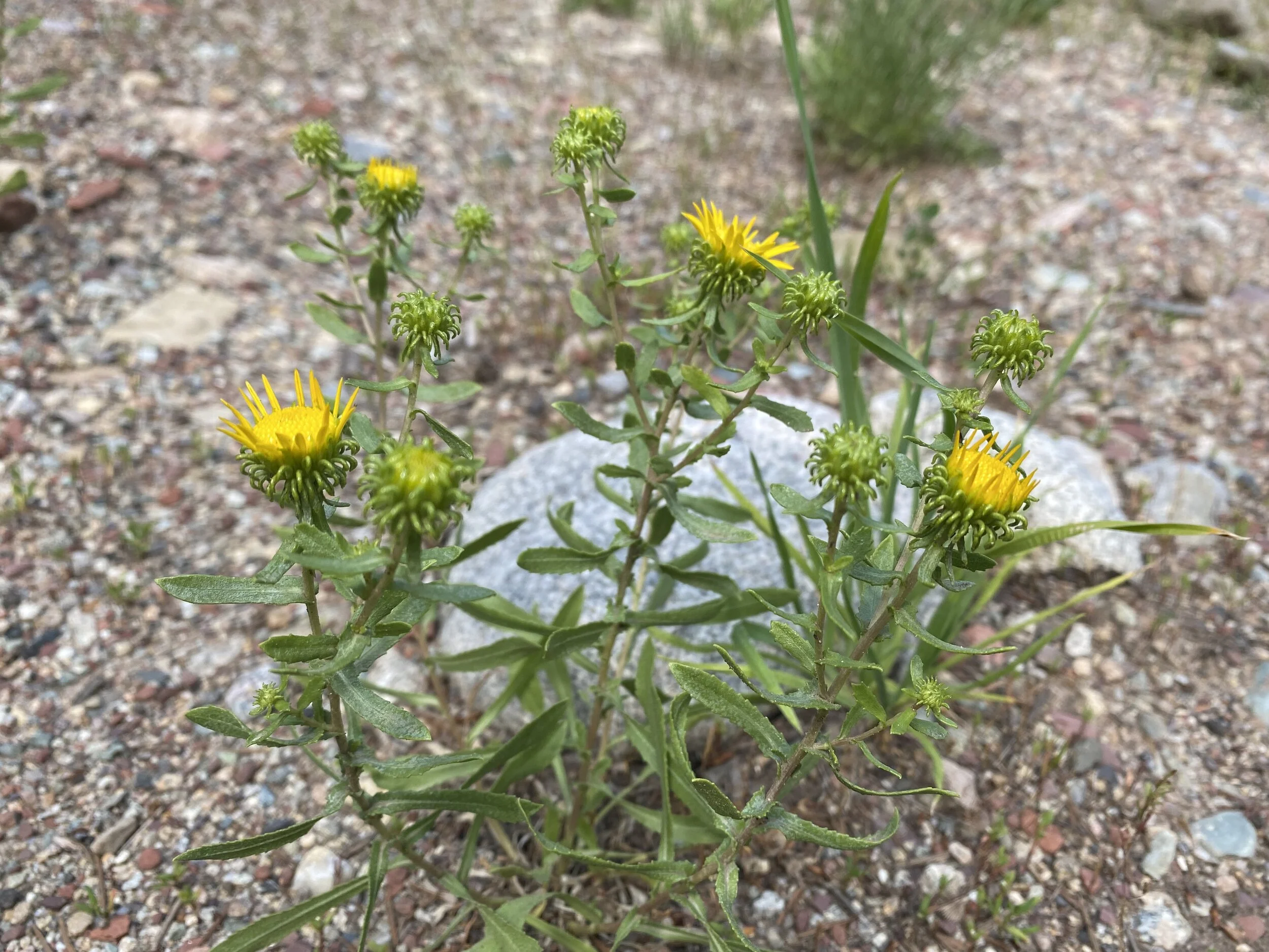 With a name like curlycup gumweed . . . 