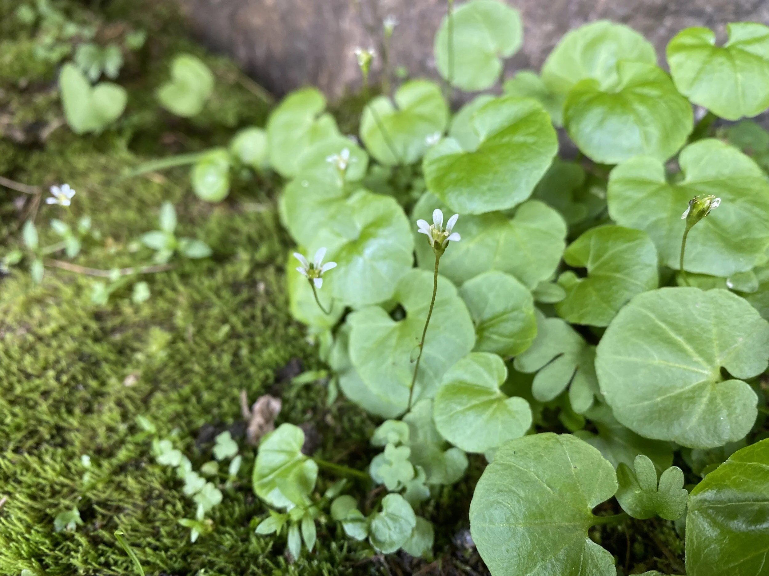 Our smallest saxifrage